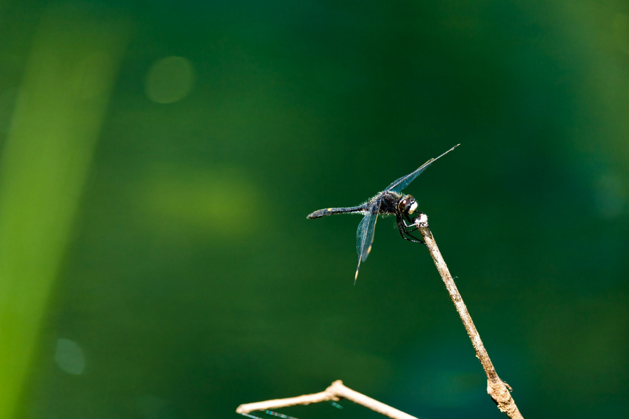 Canon EF-S 55-250mm F4-5.6 IS STM sample photo. Dragonfly iv 6/25/16 photography