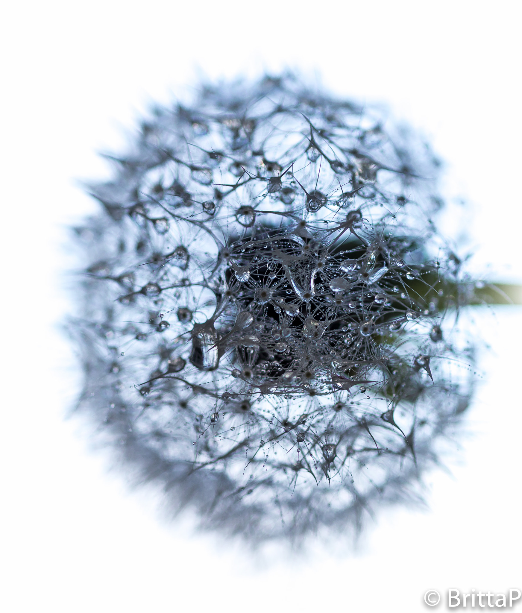 Nikon D610 + Sigma 50mm F2.8 EX DG Macro sample photo. Drops in dandelion photography
