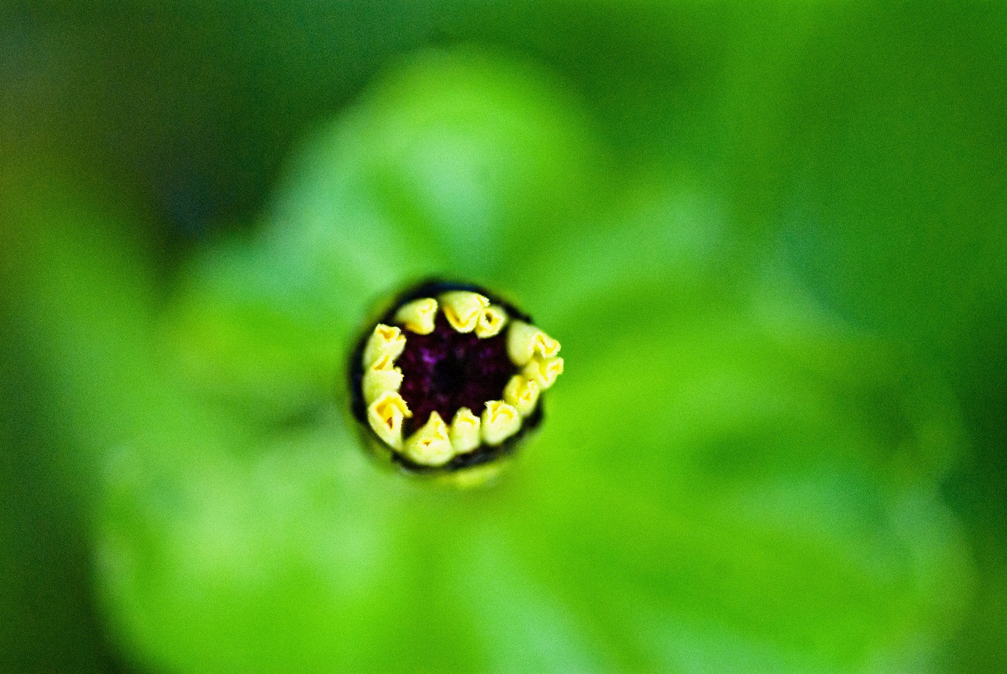 Nikon D200 sample photo. Flower photography