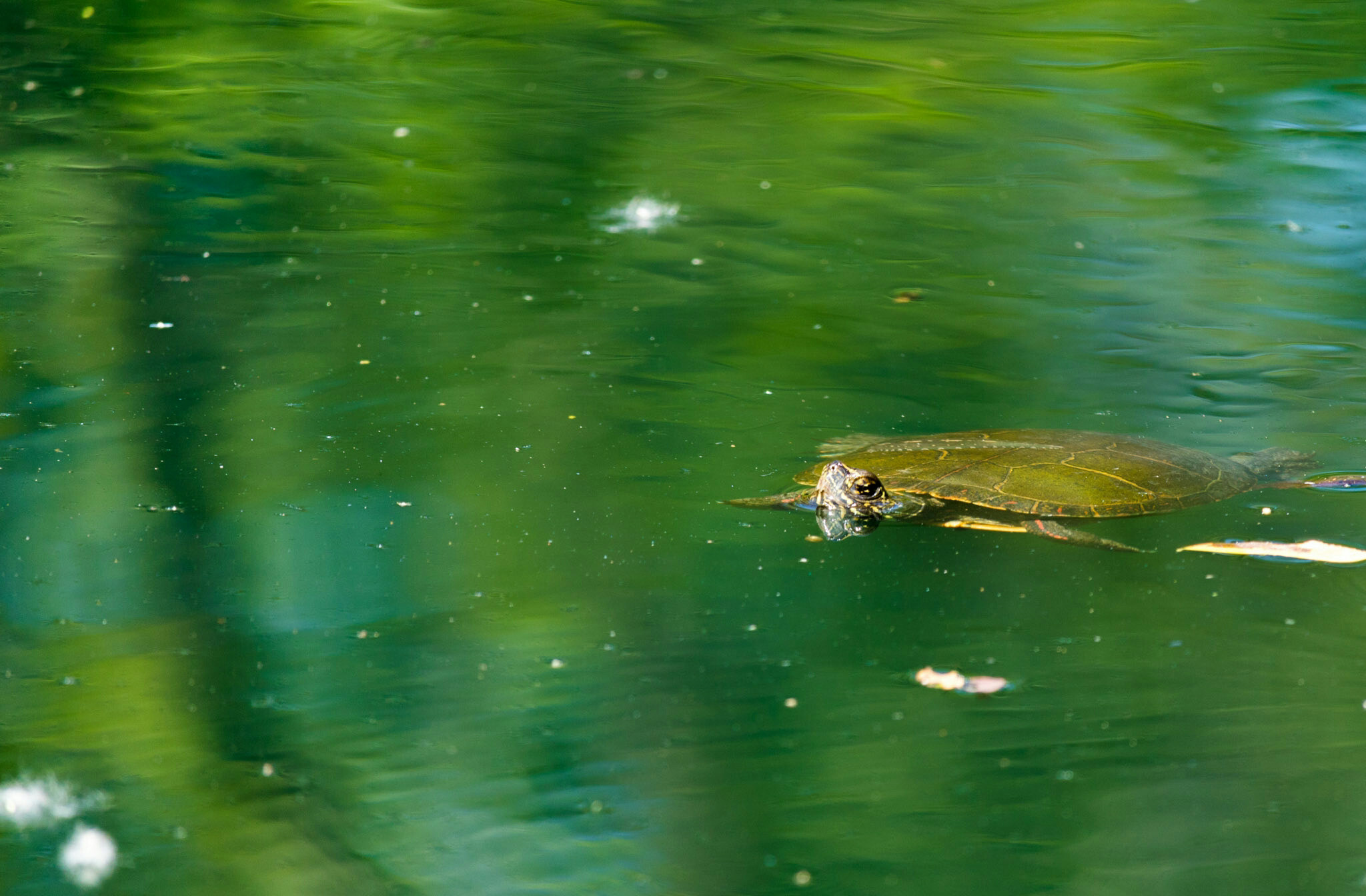 Canon EF-S 55-250mm F4-5.6 IS STM sample photo. Turtle i 6/25/16 photography
