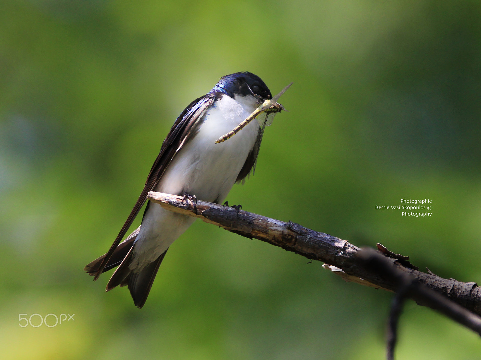 Sigma 150mm f/2.8 EX DG OS HSM APO Macro sample photo. The swallow and the dragon fly photography