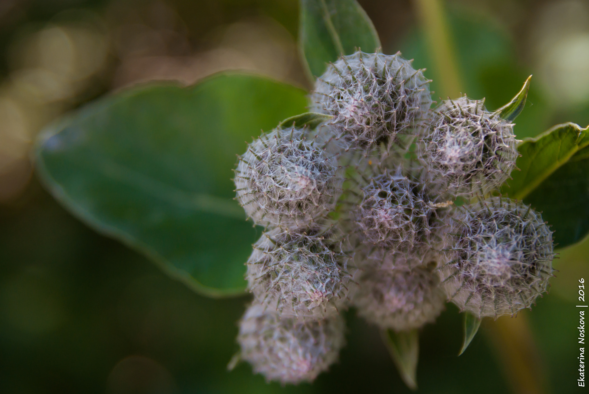 Pentax K200D sample photo. Bur photography