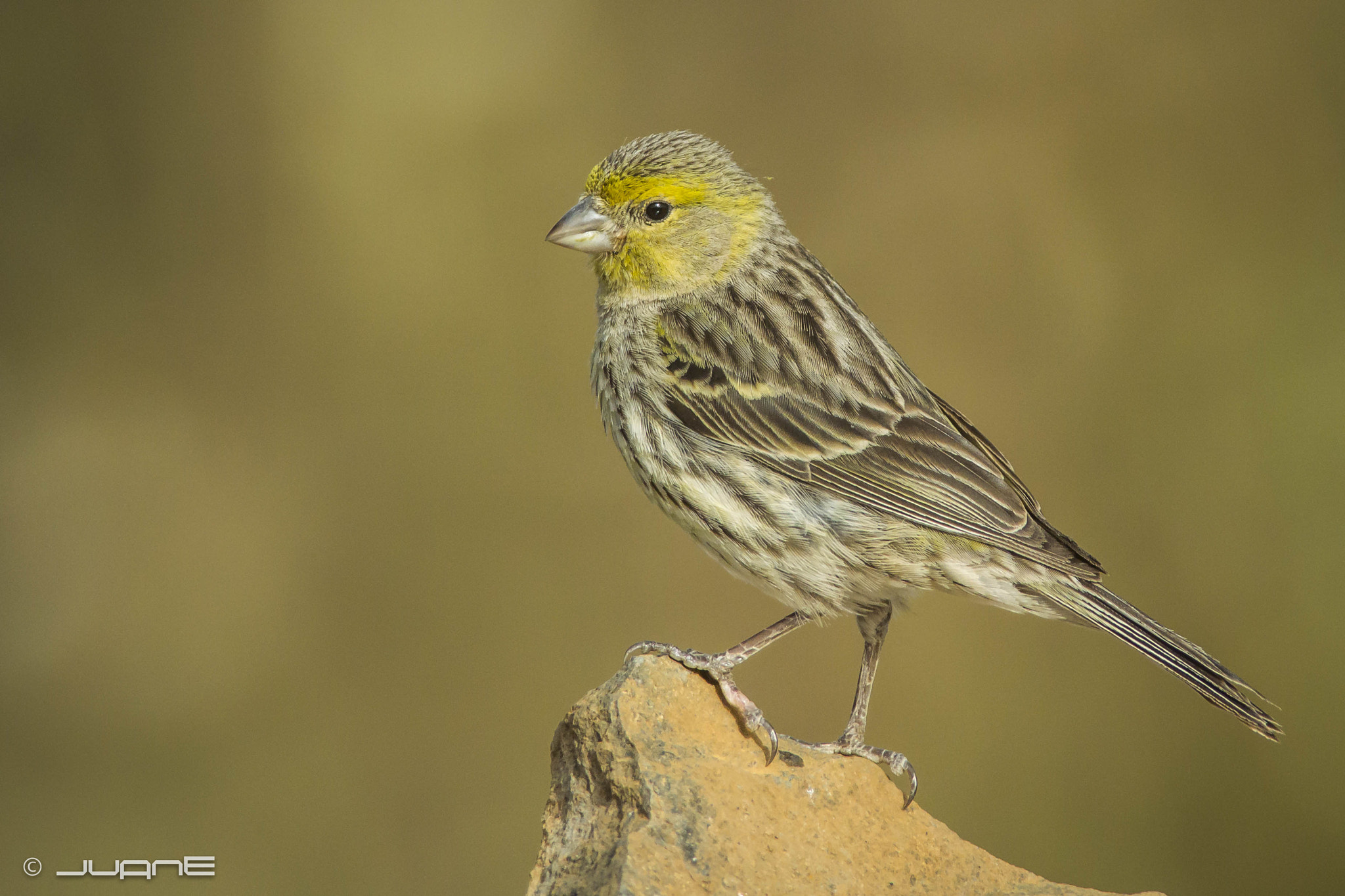 Nikon 1 V2 + 300mm f/4D sample photo. Canario silvestre, serinus canaria(♂) photography