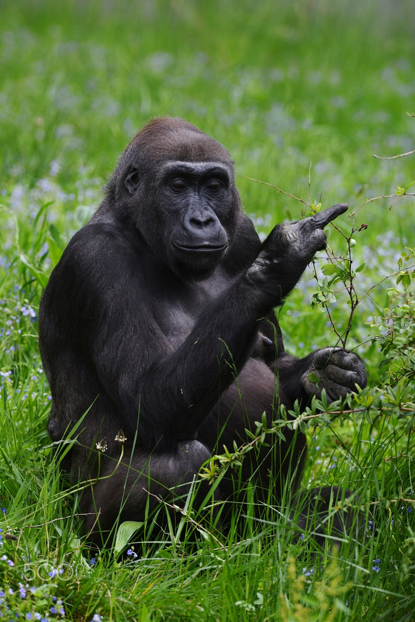 Nikon AF-S Nikkor 400mm F2.8G ED VR II sample photo. Zoo photography