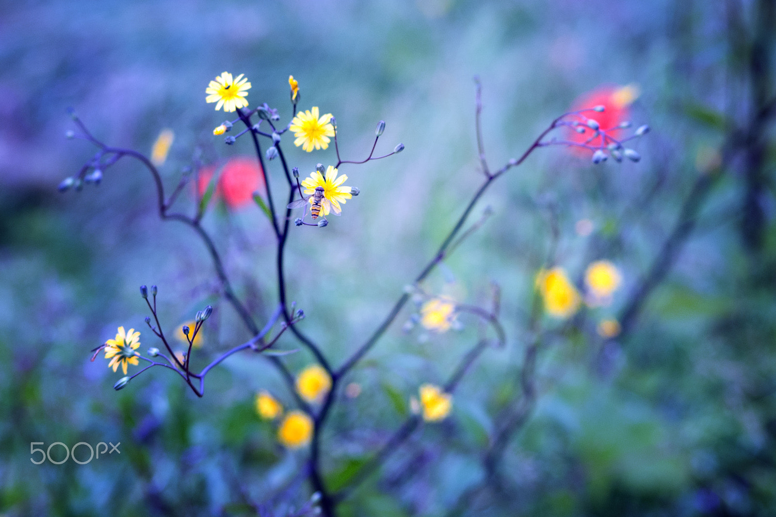 Nikon D80 + AF Nikkor 70-210mm f/4-5.6 sample photo. Un syrphe au paradis photography