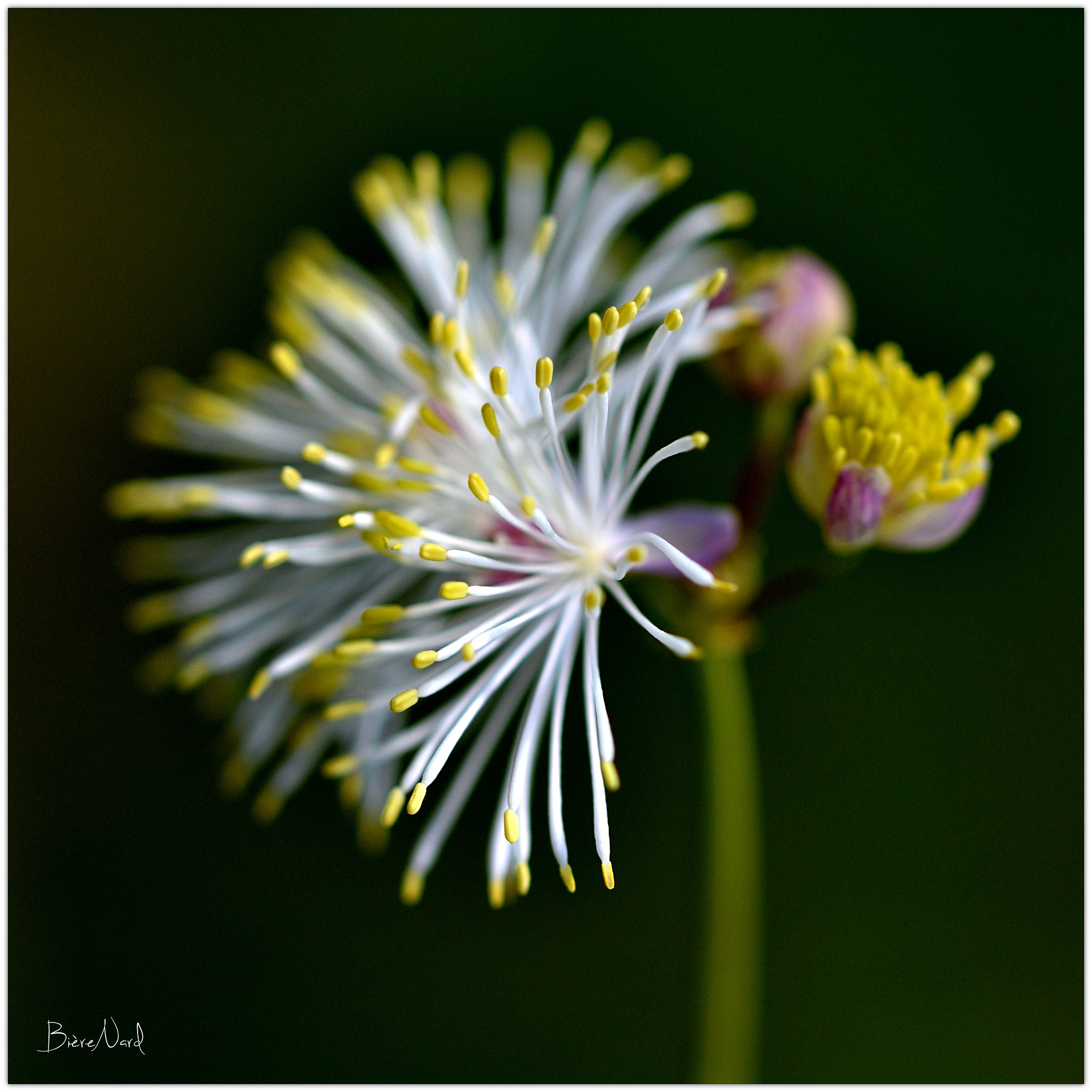 Nikon D3100 sample photo. Unknown alpine flower photography
