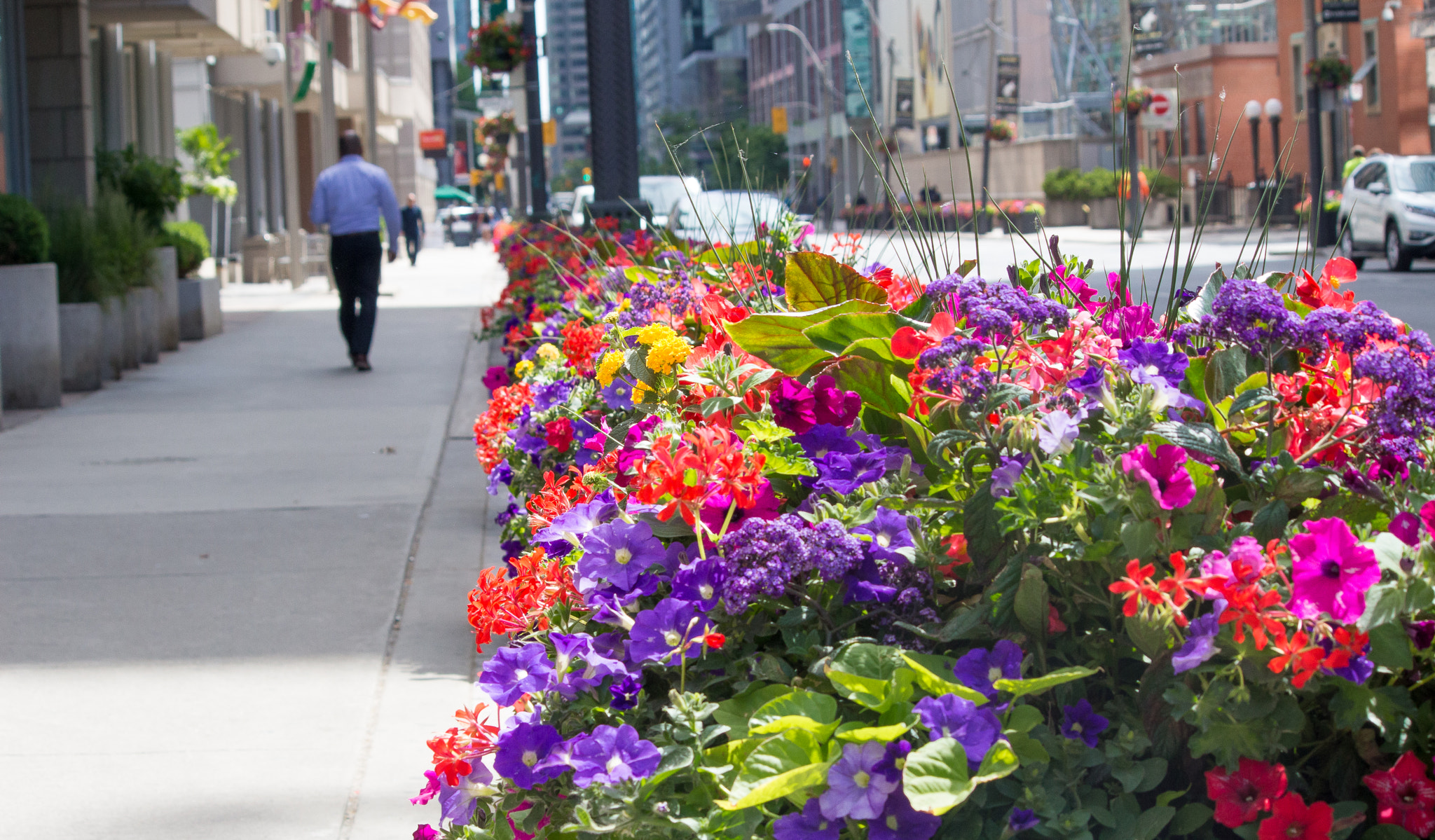 Canon EOS 100D (EOS Rebel SL1 / EOS Kiss X7) sample photo. Street flowers | toronto | ontario photography