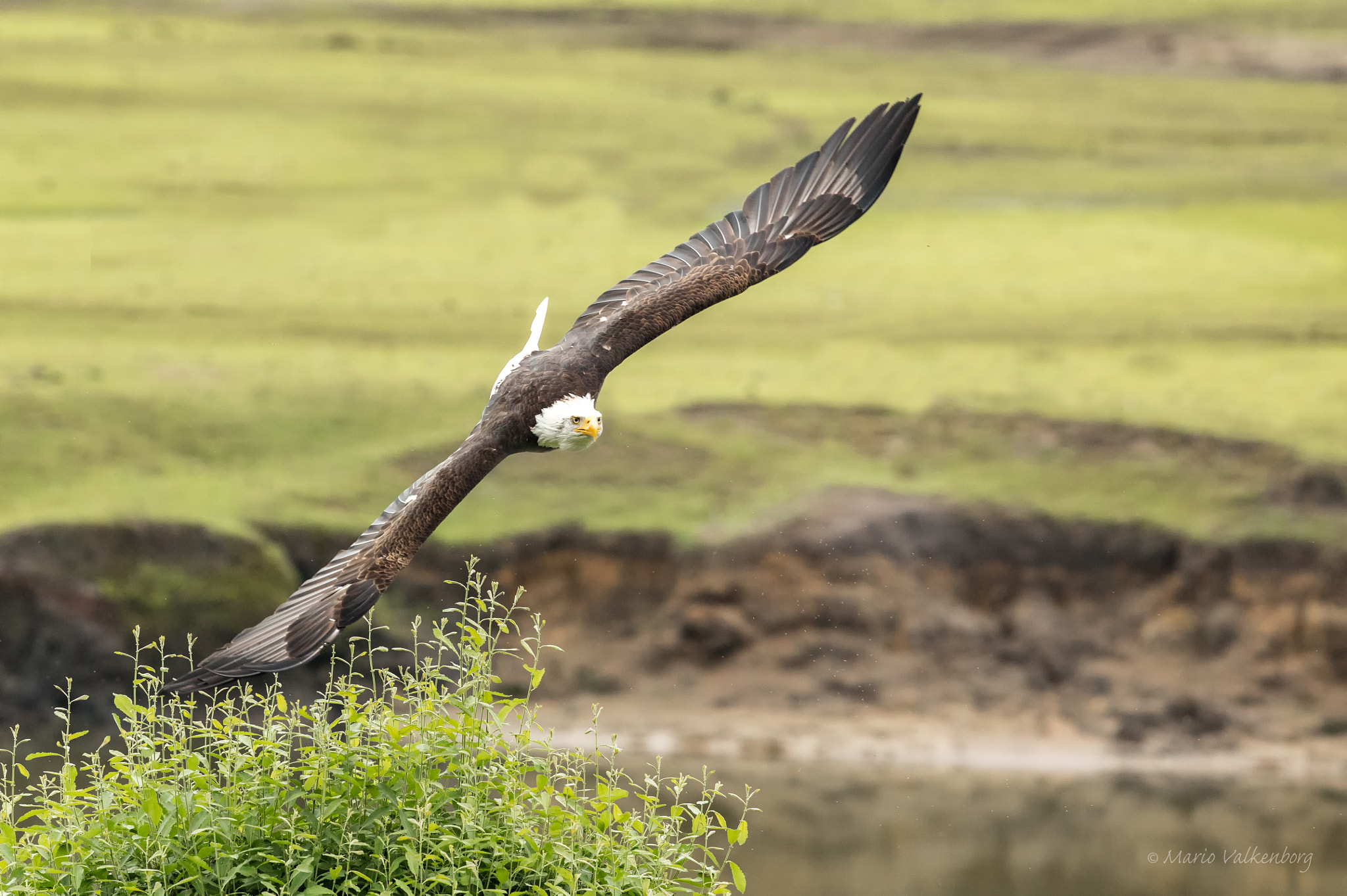 Canon EOS 5DS R + Canon EF 300mm F2.8L IS II USM sample photo. Bald eagle photography