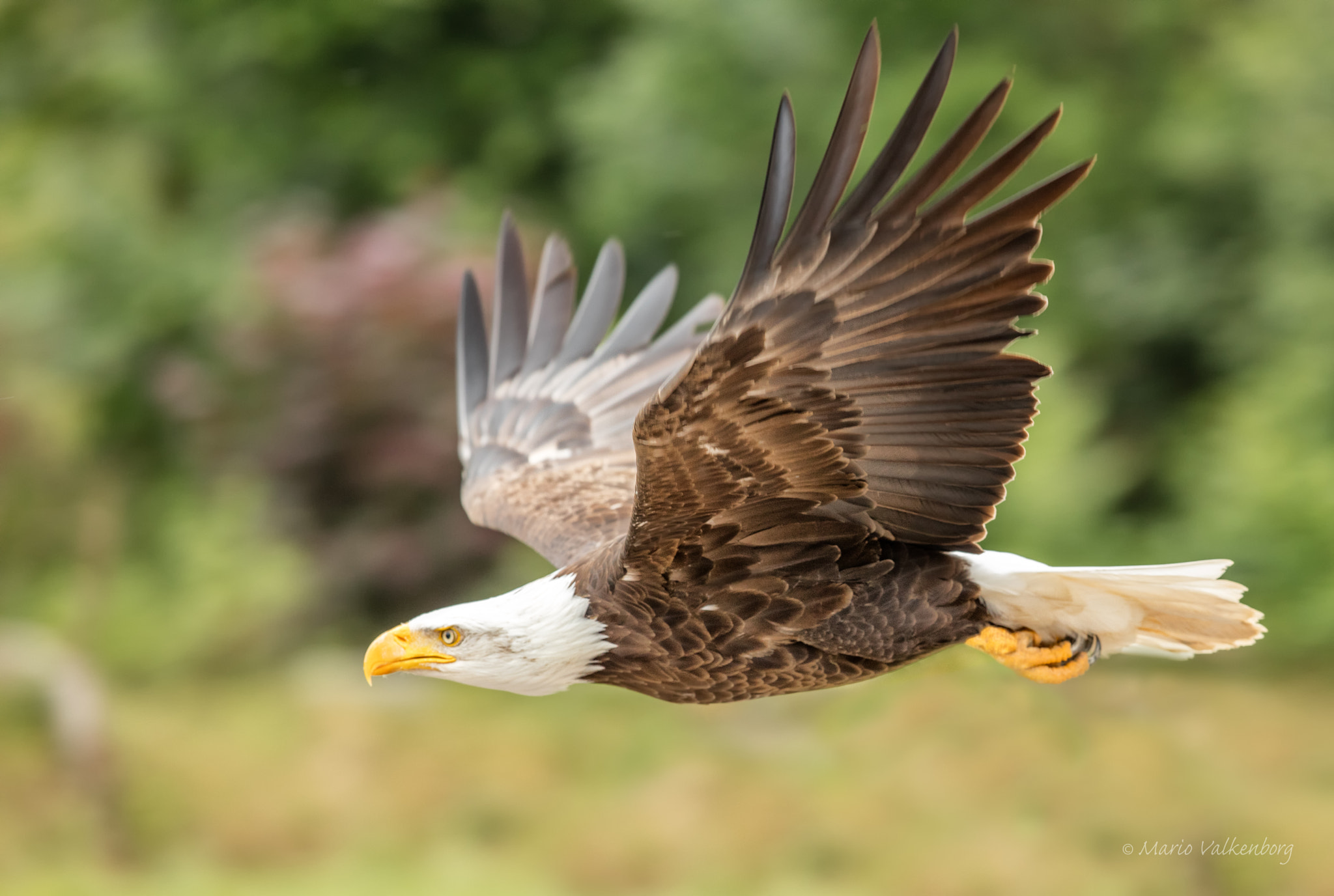 Canon EF 300mm F2.8L IS II USM sample photo. Bald eagle photography