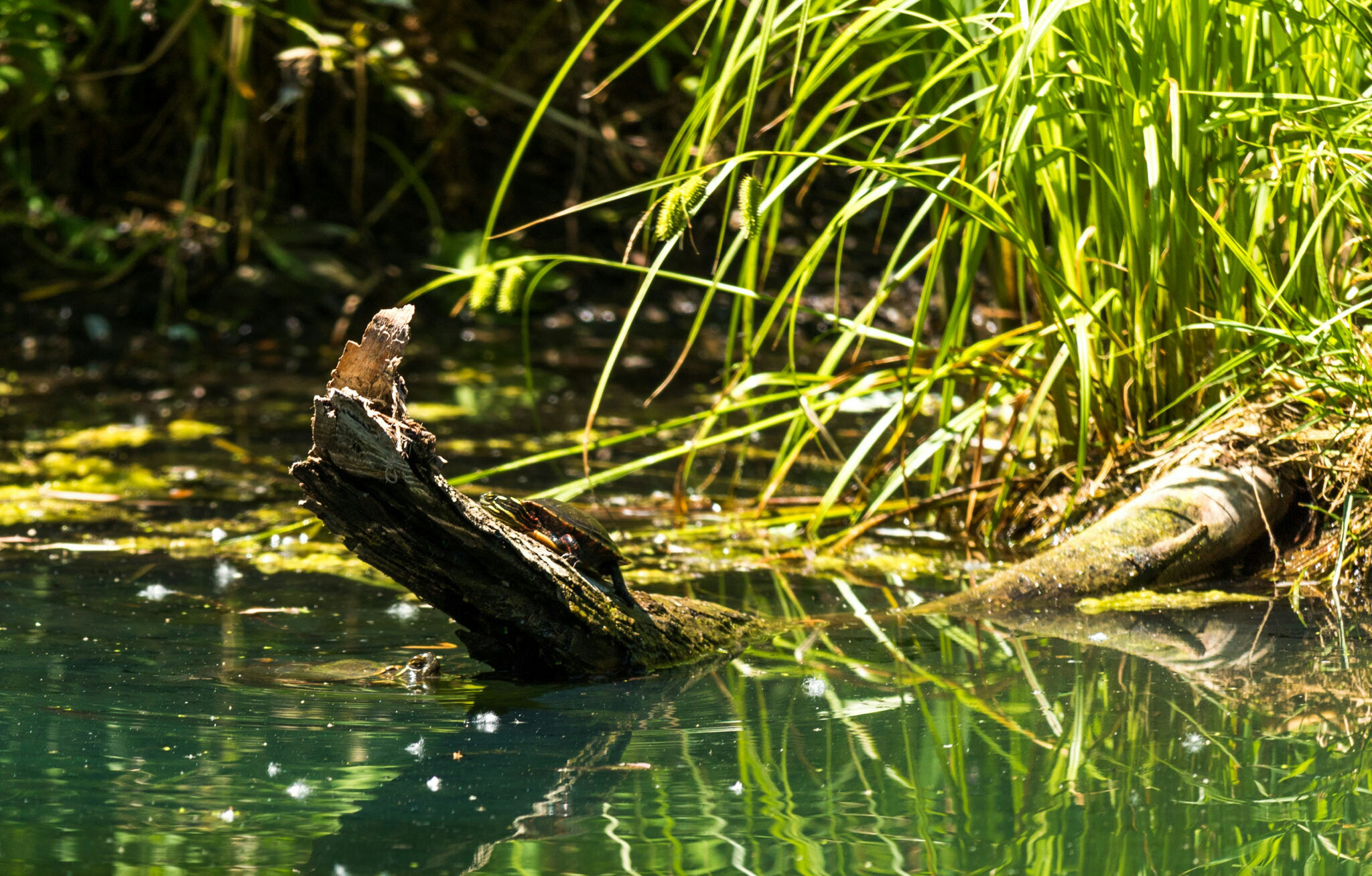 Canon EF-S 55-250mm F4-5.6 IS STM sample photo. Turtle ii 6/25/16 photography