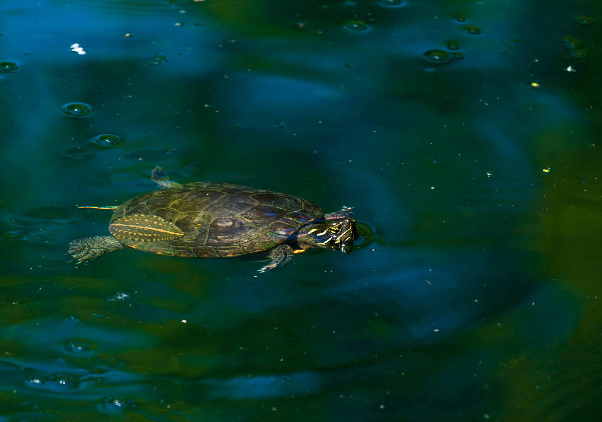 Canon EF-S 55-250mm F4-5.6 IS STM sample photo. Turtle iii 6/25/16 photography