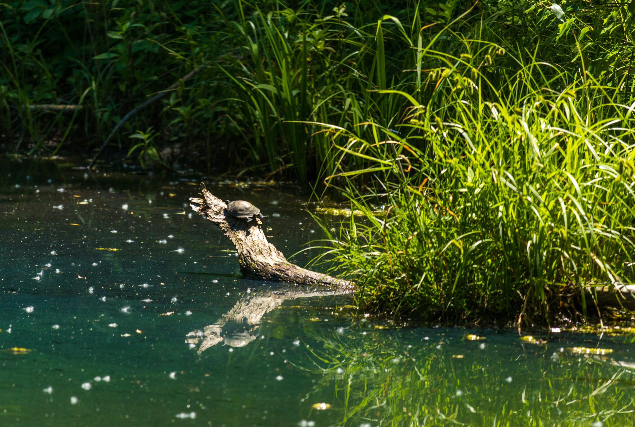 Canon EF-S 55-250mm F4-5.6 IS STM sample photo. Turtle iv 6/25/16 photography