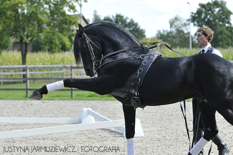 Sigma 70-200mm F2.8 EX DG Macro HSM II sample photo. Arabo friesian stallion photography
