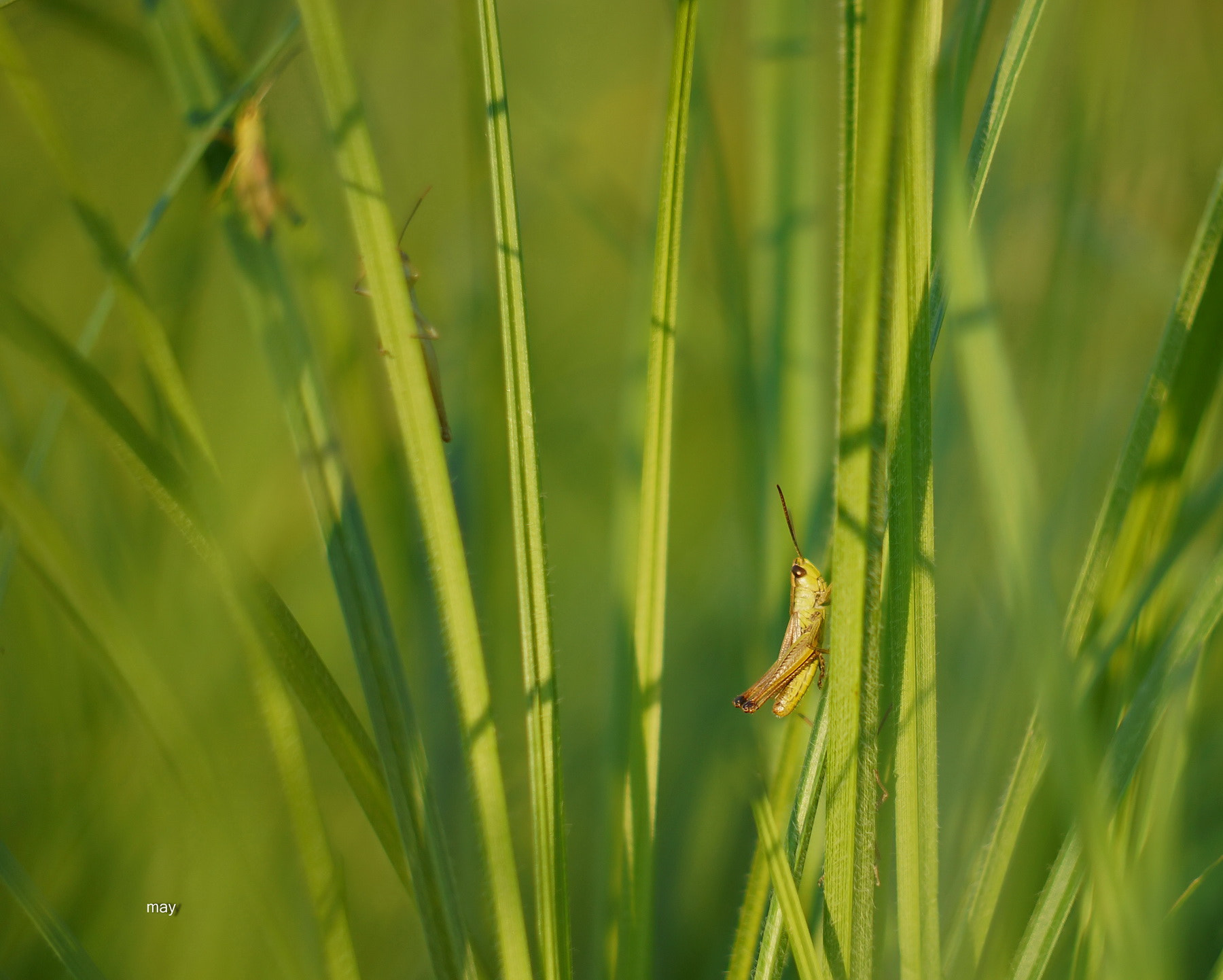 Sony SLT-A65 (SLT-A65V) + Minolta AF 50mm F1.7 sample photo. Grasshoppers.. photography