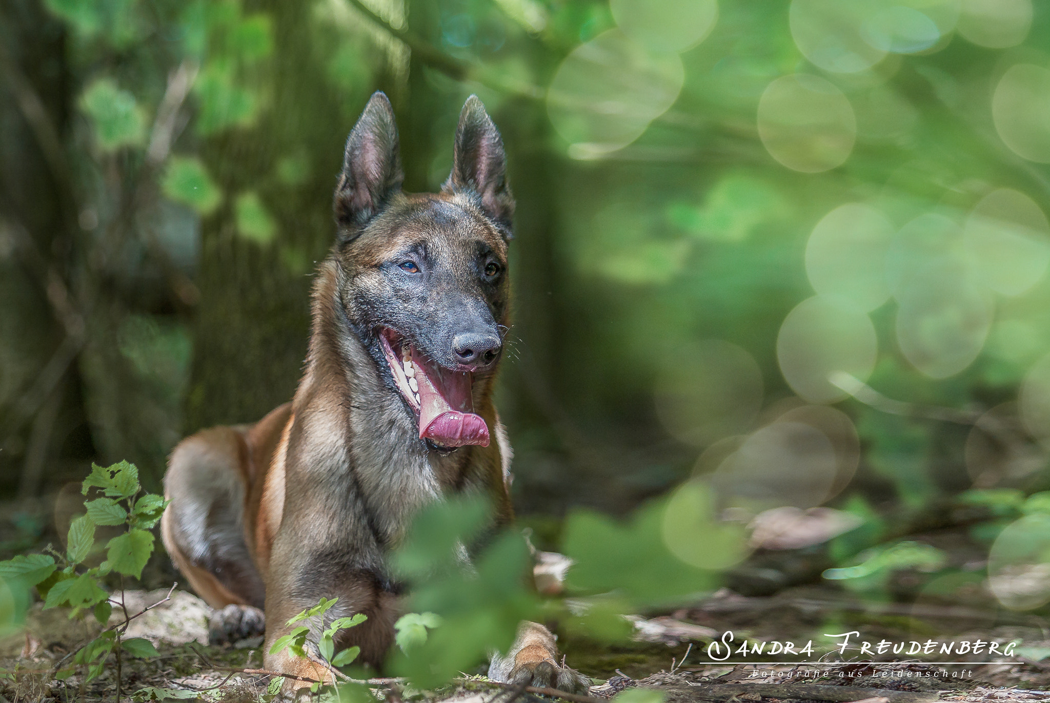 Canon EF 70-200mm F2.8L USM sample photo. Belgischer schäferhund ingo photography