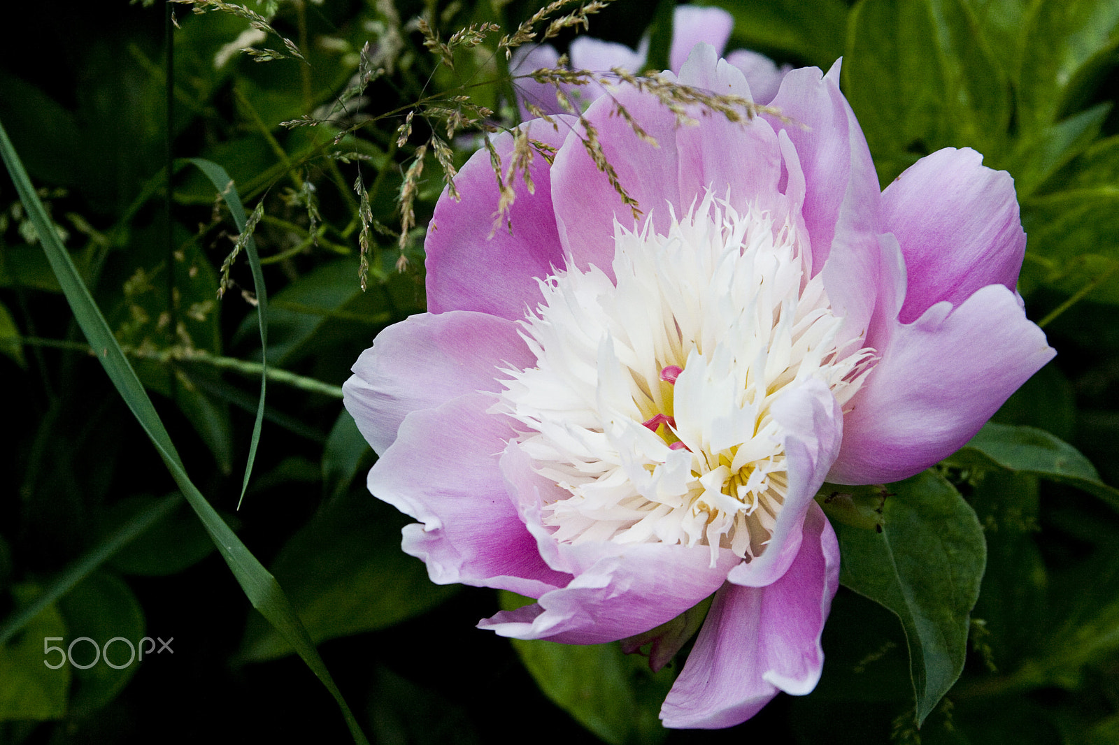 Canon EF 28-105mm f/3.5-4.5 USM sample photo. Pink and white photography