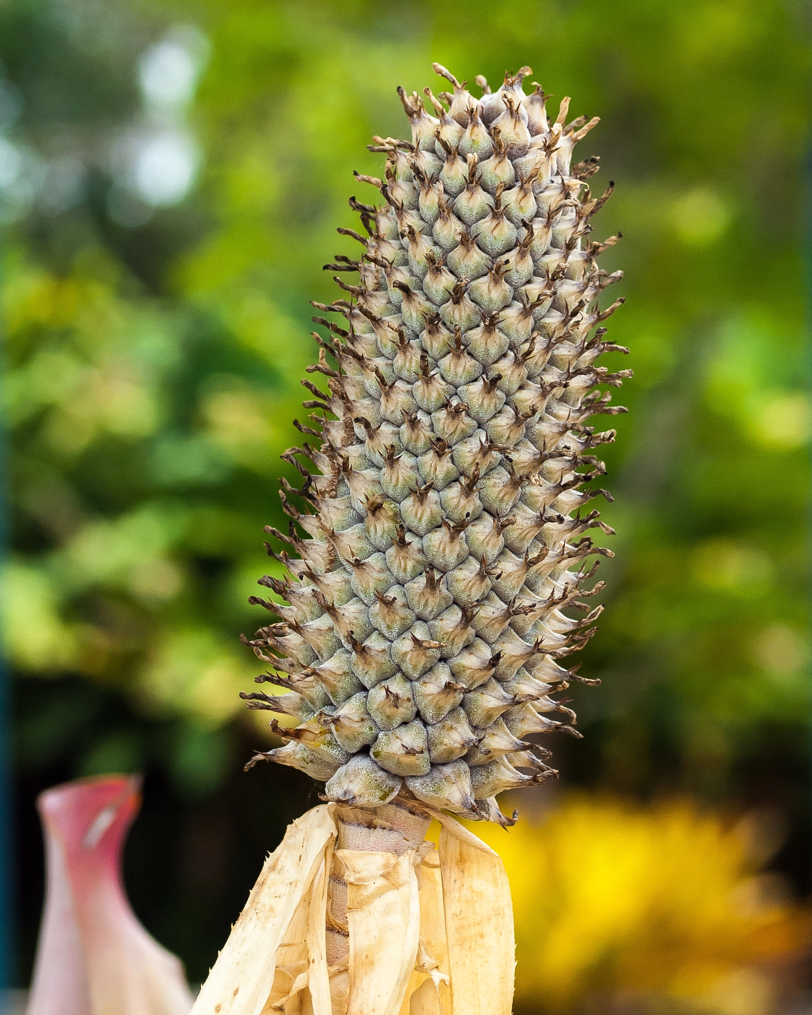 Olympus E-620 (EVOLT E-620) + OLYMPUS 50mm Lens sample photo. Giant spadix photography
