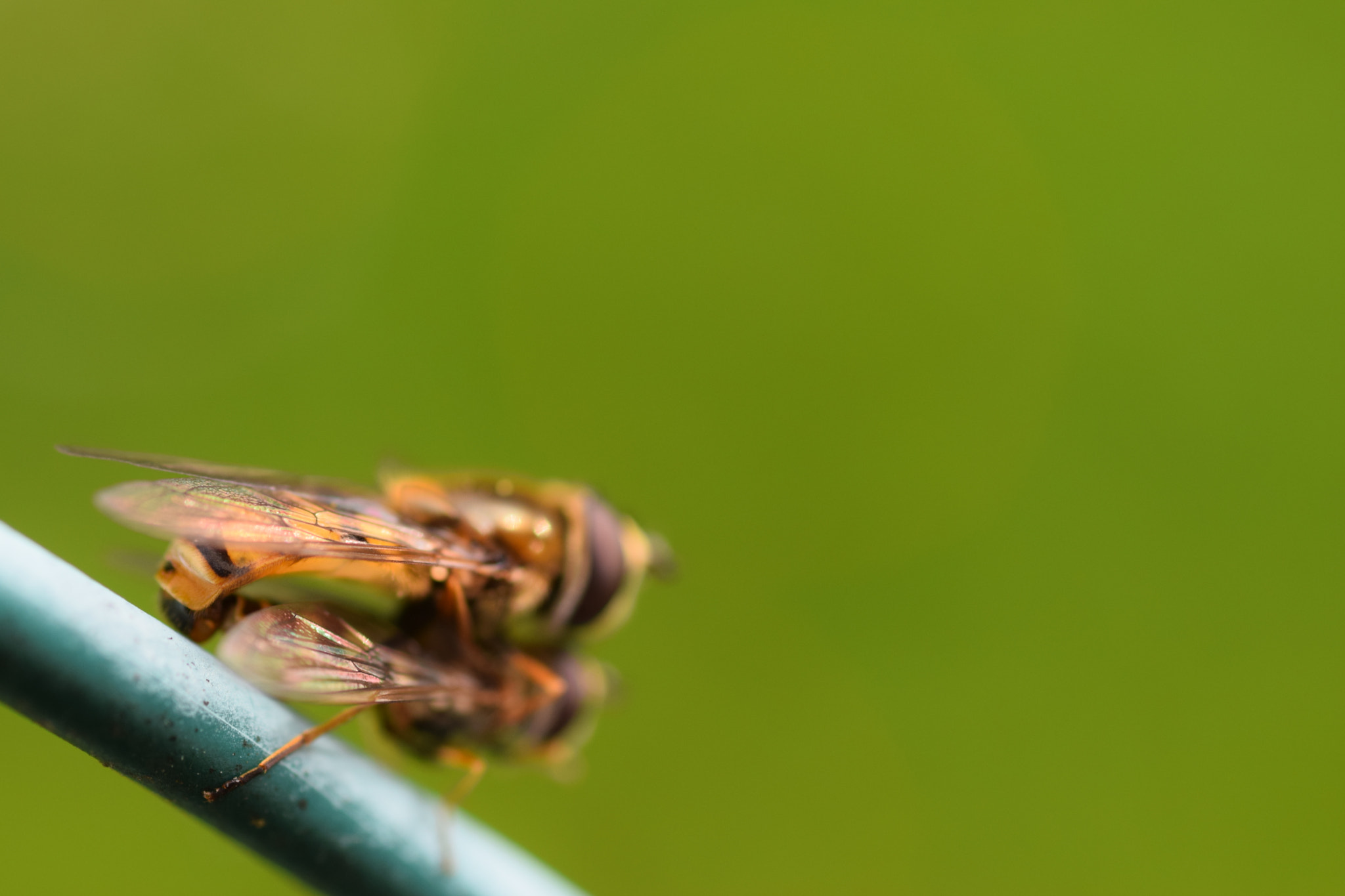 Nikon D3300 + Sigma 50mm F2.8 EX DG Macro sample photo. Vue de dos photography