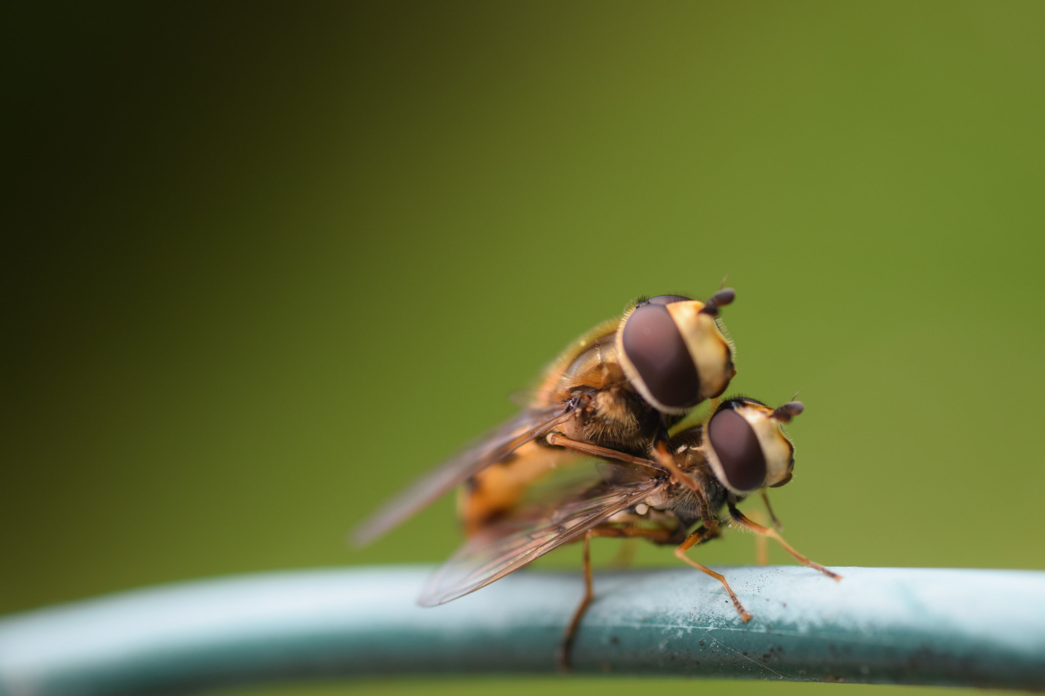 Nikon D3300 + Sigma 50mm F2.8 EX DG Macro sample photo. Cochonnerie rayée photography