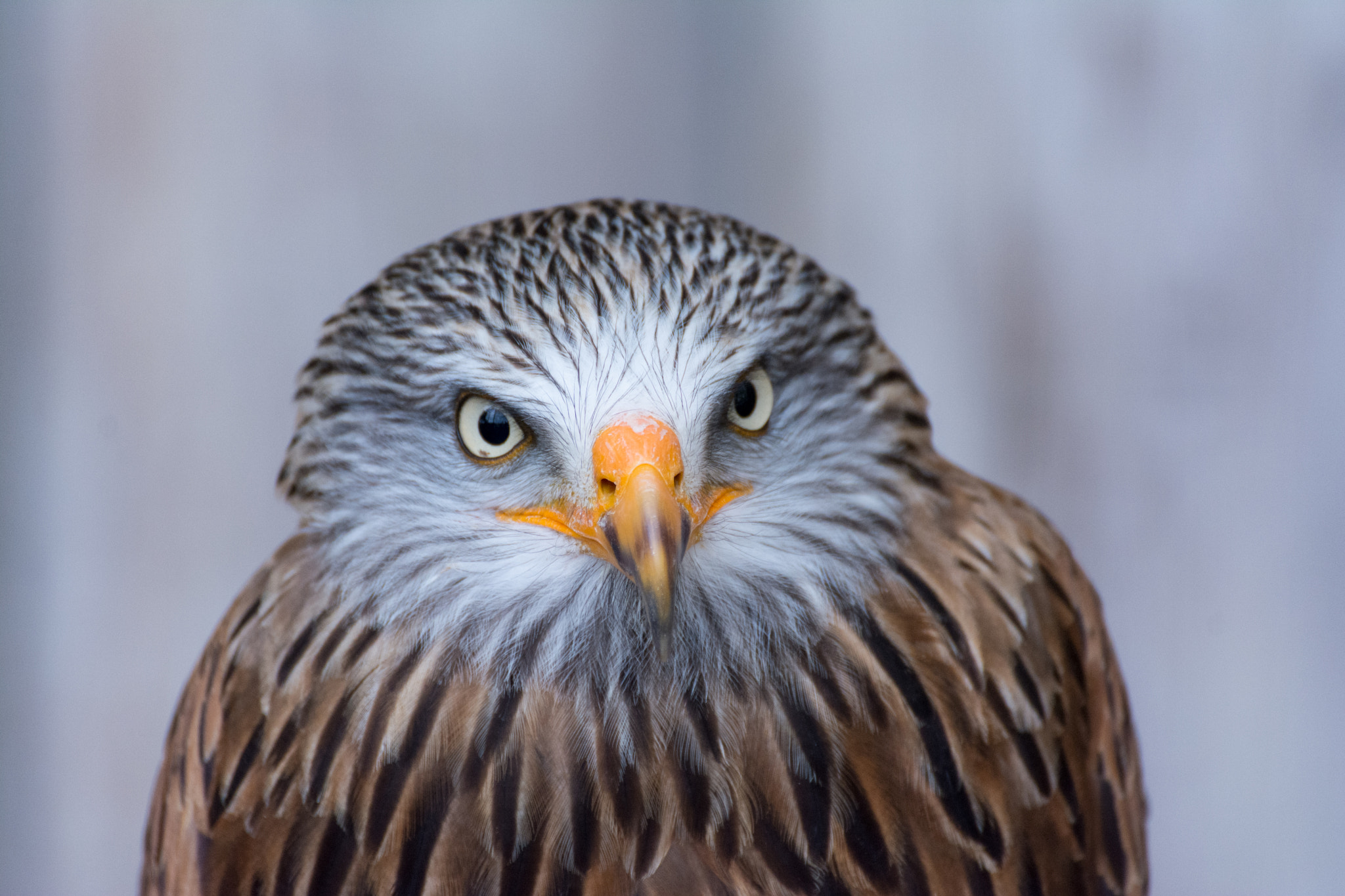 Nikon D7100 + Sigma 70-300mm F4-5.6 DG OS sample photo. Rotmilan 1 photography