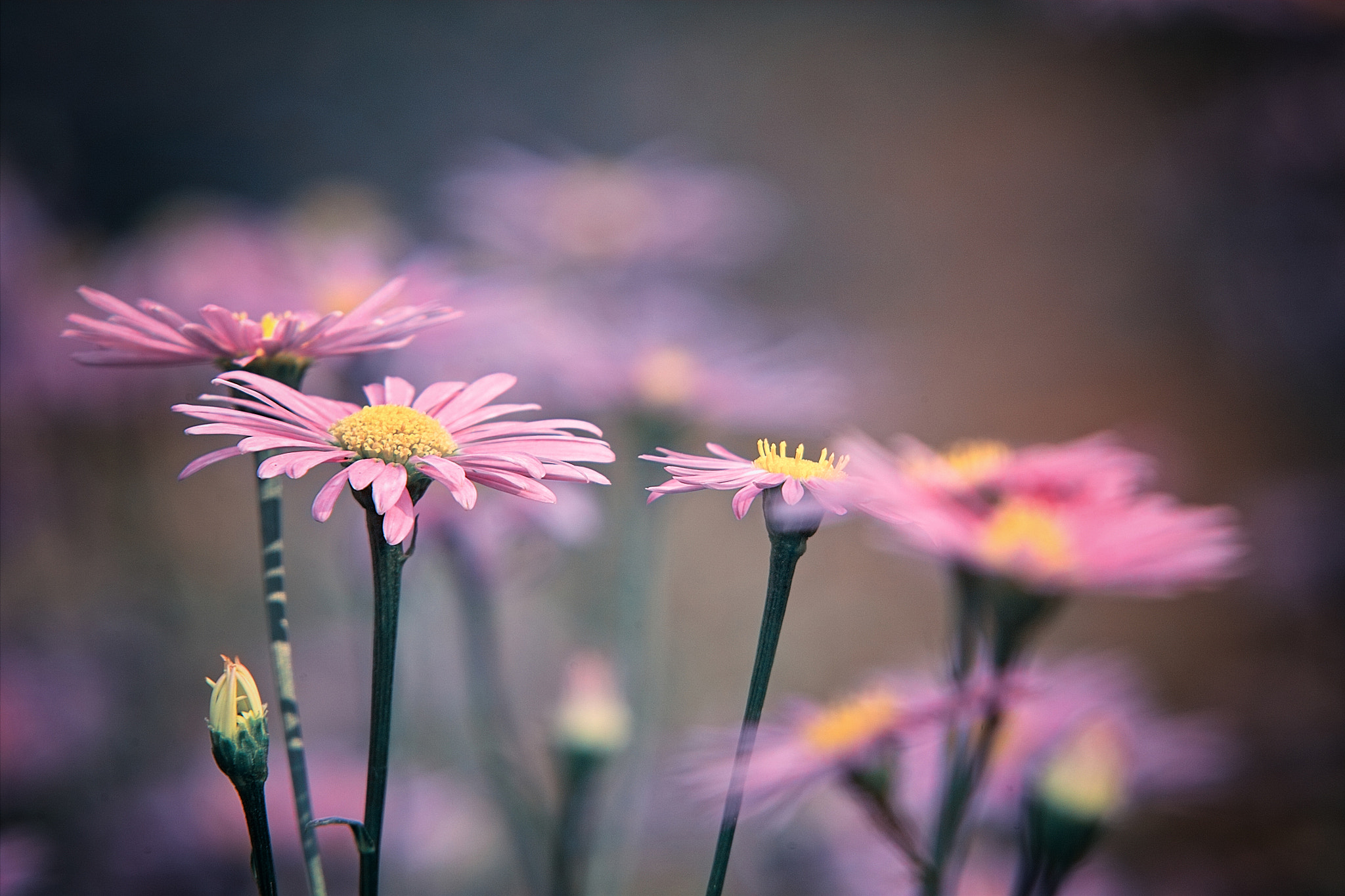 Sigma SD10 sample photo. An autumn day photography