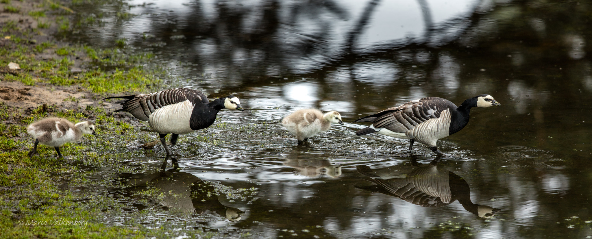 Canon EF 300mm F2.8L IS II USM sample photo. Barnacle goose photography