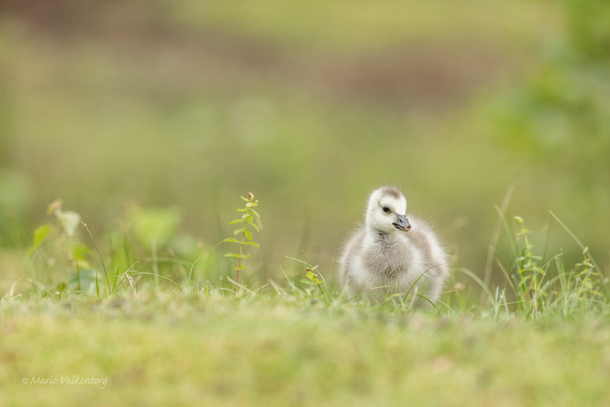 Canon EF 300mm F2.8L IS II USM sample photo. Barnacle goose photography