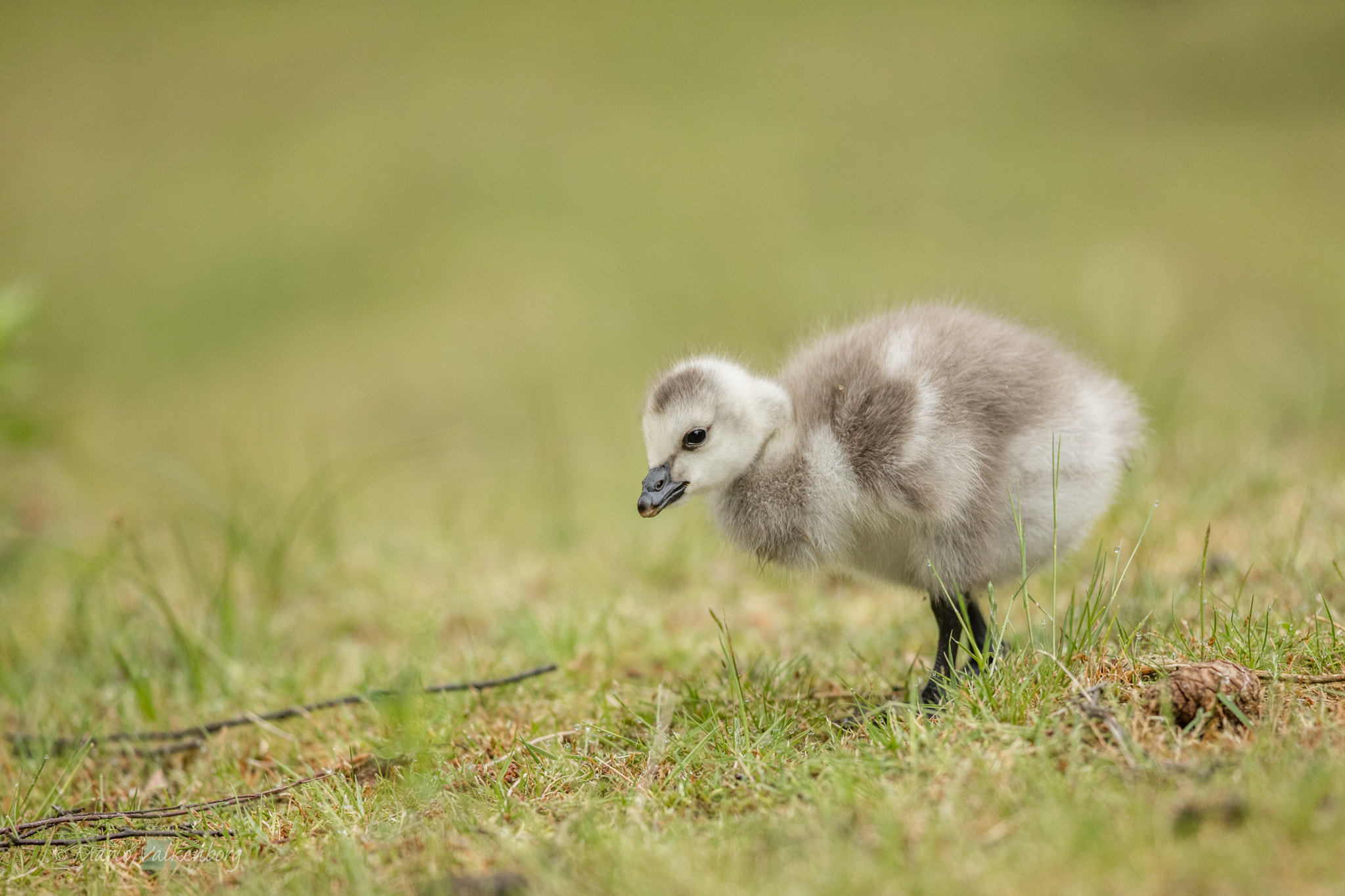 Canon EF 300mm F2.8L IS II USM sample photo. Barnacle goose photography