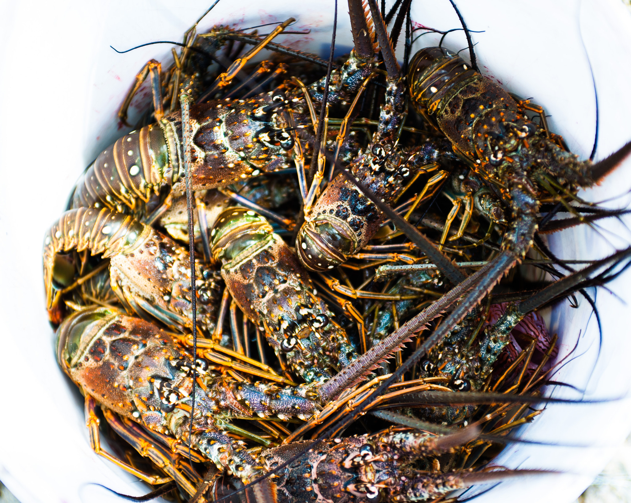 AF Zoom-Nikkor 35-70mm f/2.8D sample photo. Fresh lobster bucket photography