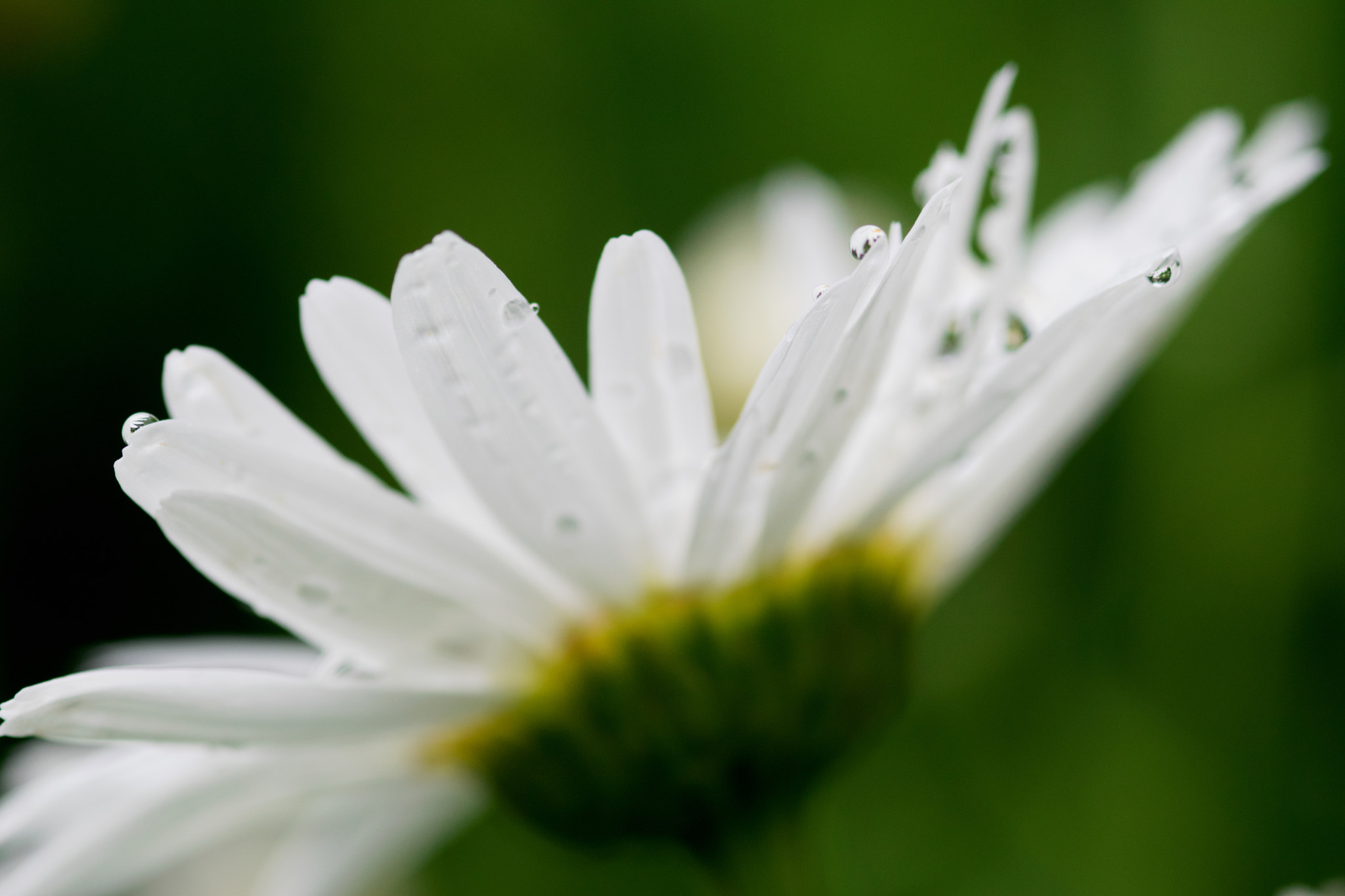 Nikon AF-S Micro-Nikkor 105mm F2.8G IF-ED VR sample photo. Morning drops photography