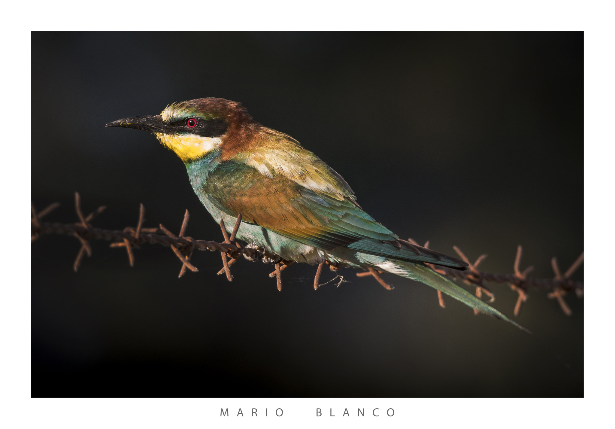 Tamron SP 150-600mm F5-6.3 Di VC USD sample photo. European bee-eater photography
