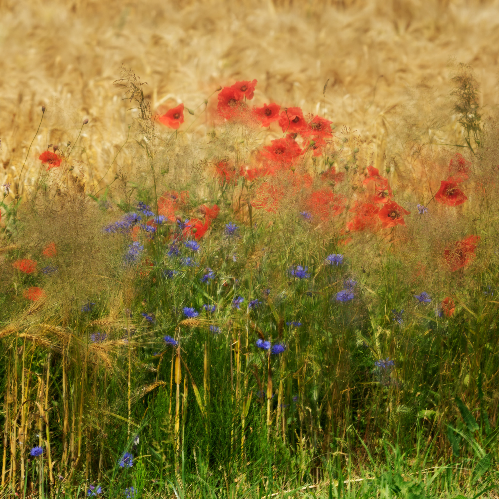 Pentax smc DA* 60-250mm F4.0 ED (IF) SDM sample photo. Summer wind photography