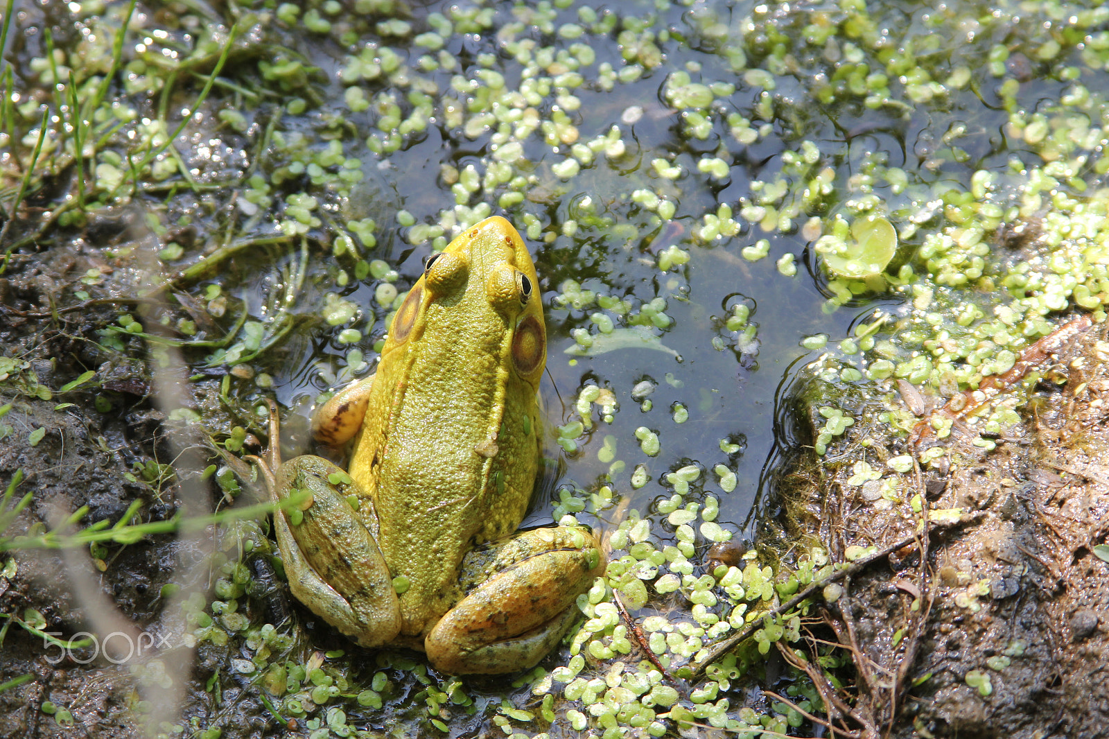 Canon EOS 550D (EOS Rebel T2i / EOS Kiss X4) + Canon EF 28-135mm F3.5-5.6 IS USM sample photo. Frog in the pond photography