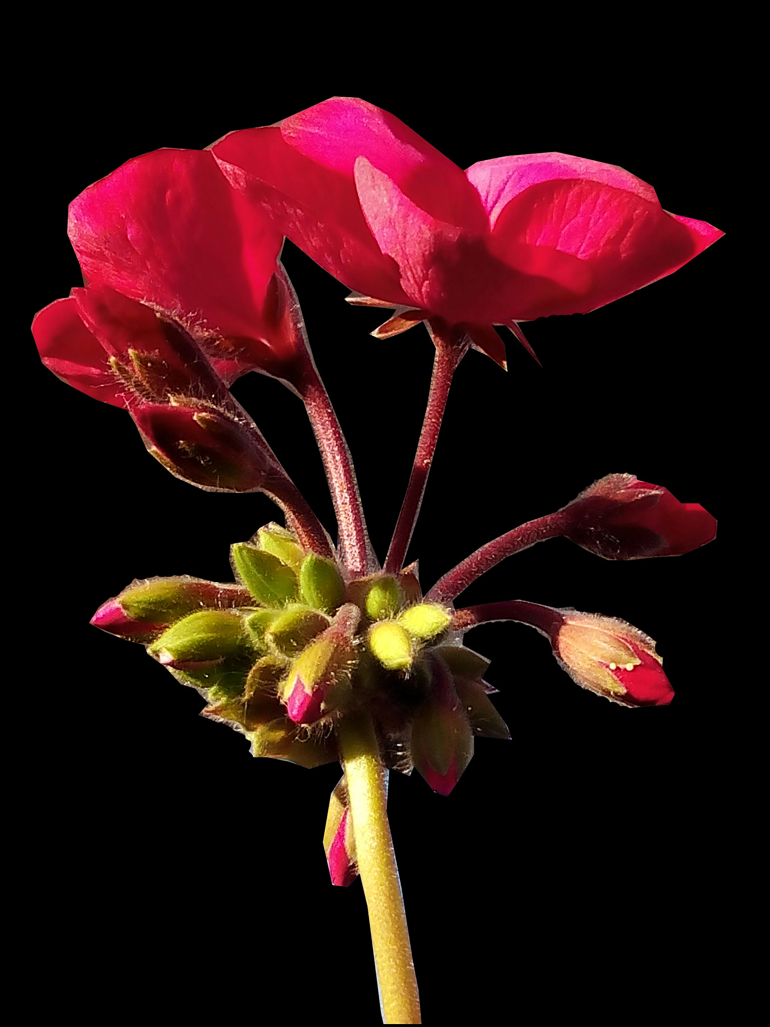 bq Aquaris E5 HD sample photo. En rojo photography