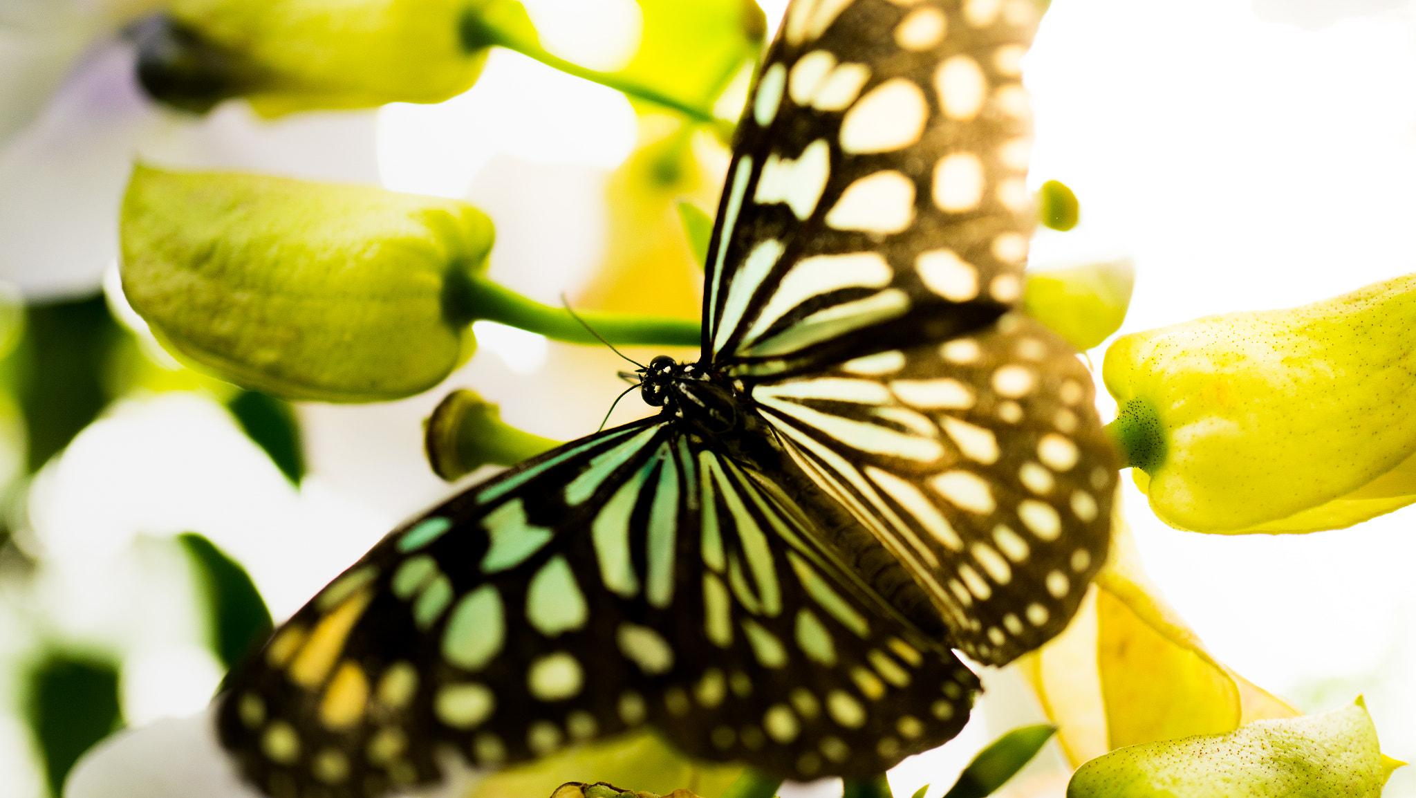 Sony a7R II + Sony E 30mm F3.5 Macro sample photo. Butterfly in sunlight photography