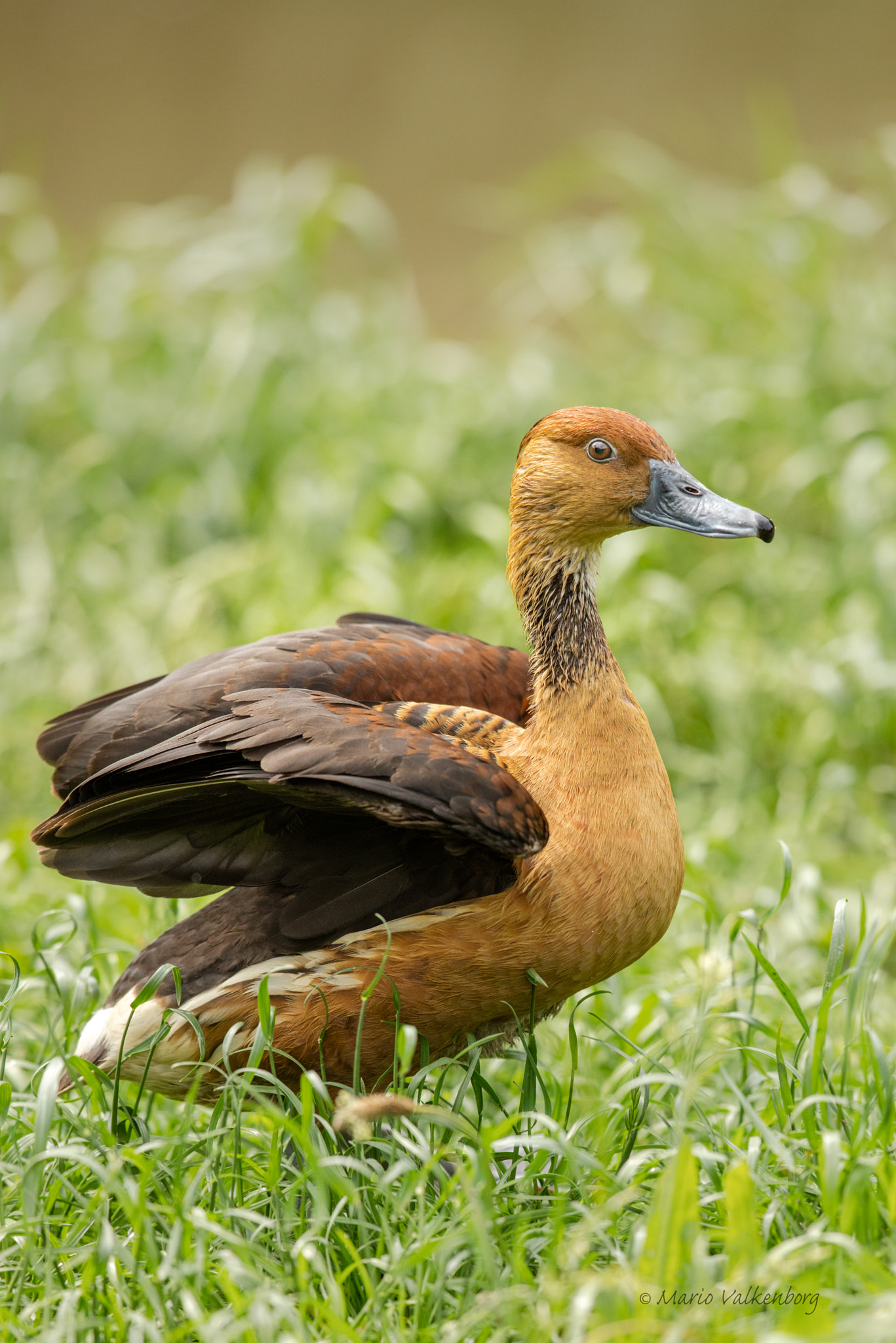 Canon EOS 5DS R + Canon EF 300mm F2.8L IS II USM sample photo. Fulvous whistling duck photography