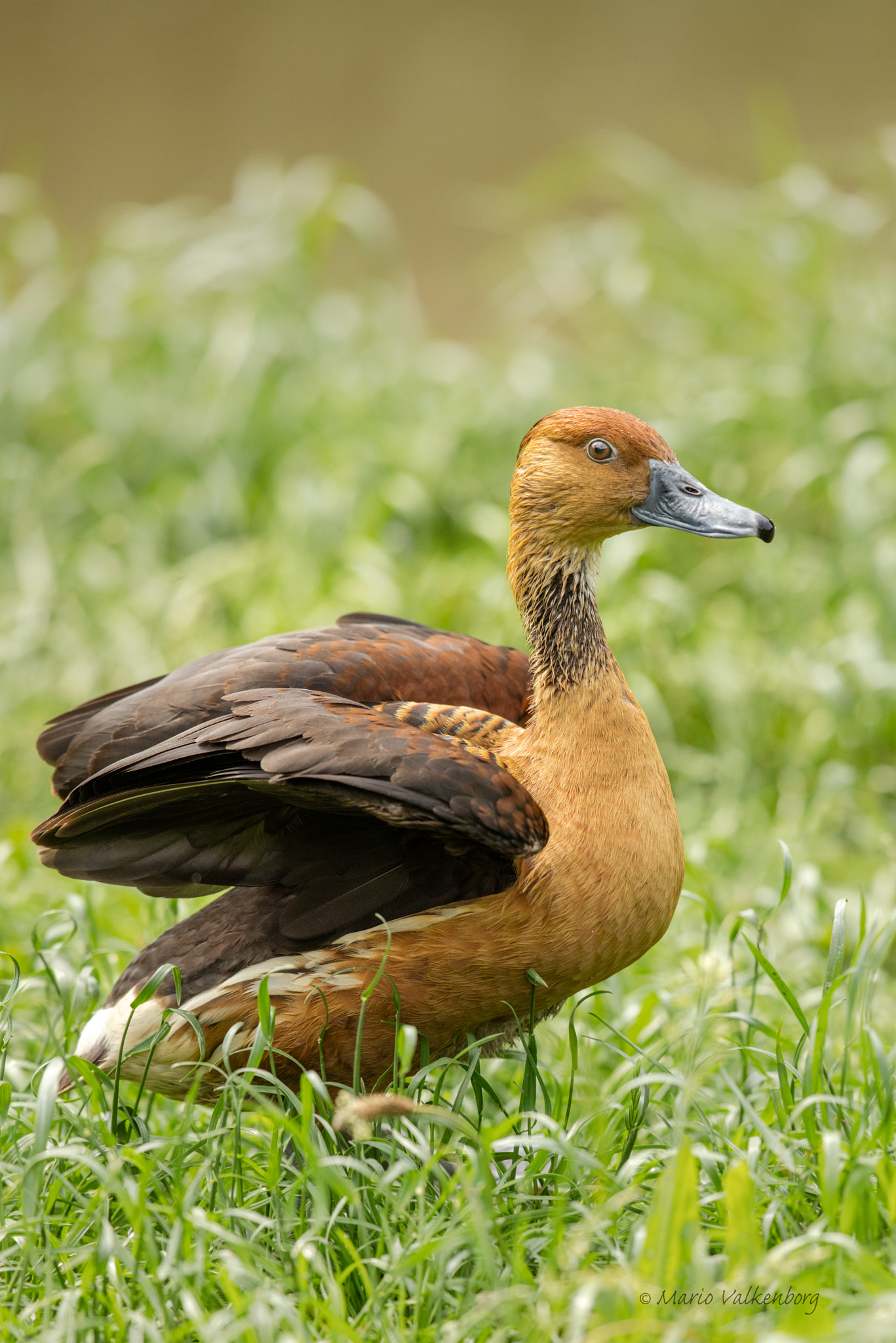 Canon EF 300mm F2.8L IS II USM sample photo. Fulvous whistling duck photography