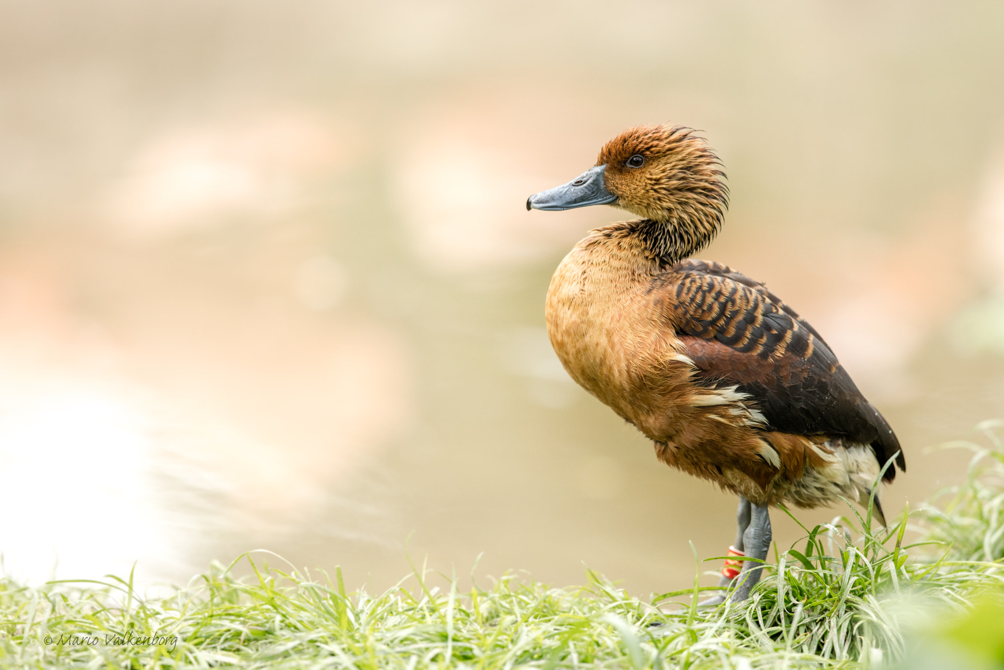 Canon EOS 5DS R + Canon EF 300mm F2.8L IS II USM sample photo. Fulvous whistling duck photography