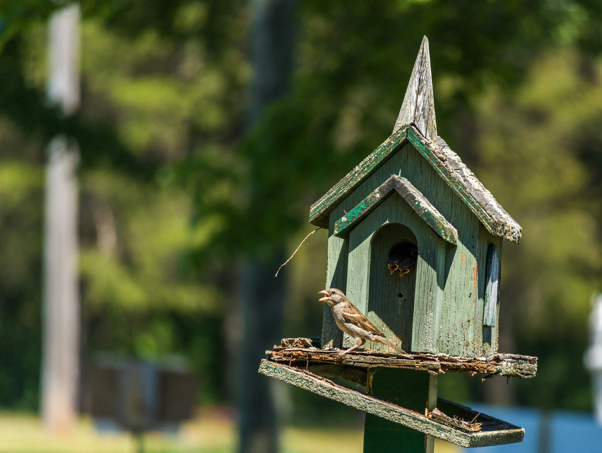 Canon EF-S 55-250mm F4-5.6 IS STM sample photo. Birdhouse i 6/25/16 photography