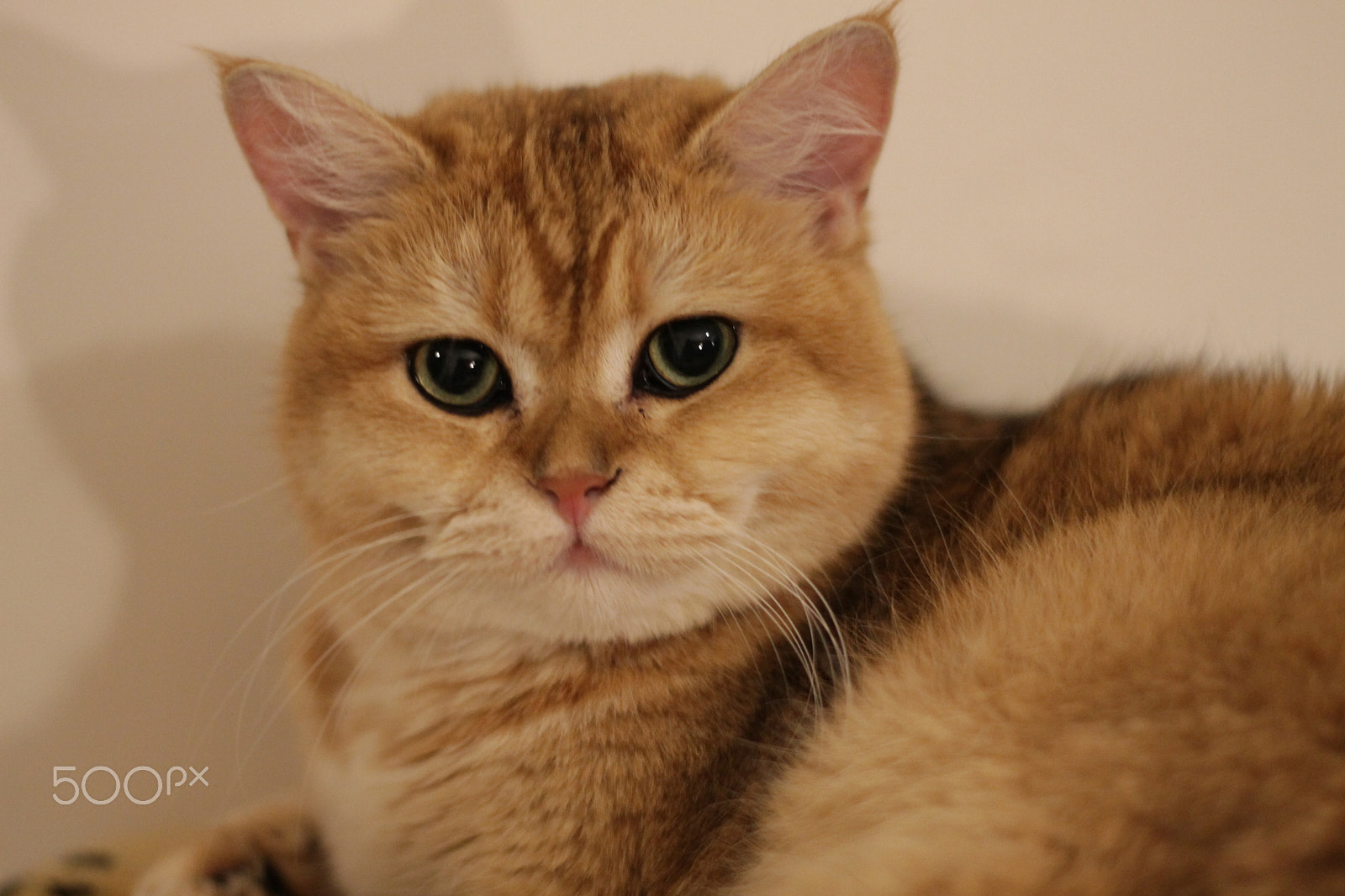 Canon EOS 1100D (EOS Rebel T3 / EOS Kiss X50) sample photo. Elvin photography