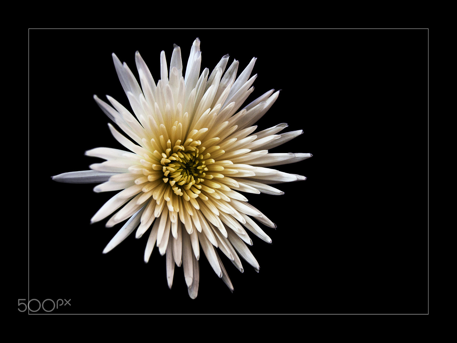 Nikon AF Nikkor 24-85mm F2.8-4D IF sample photo. Chrysanthemum colour photography