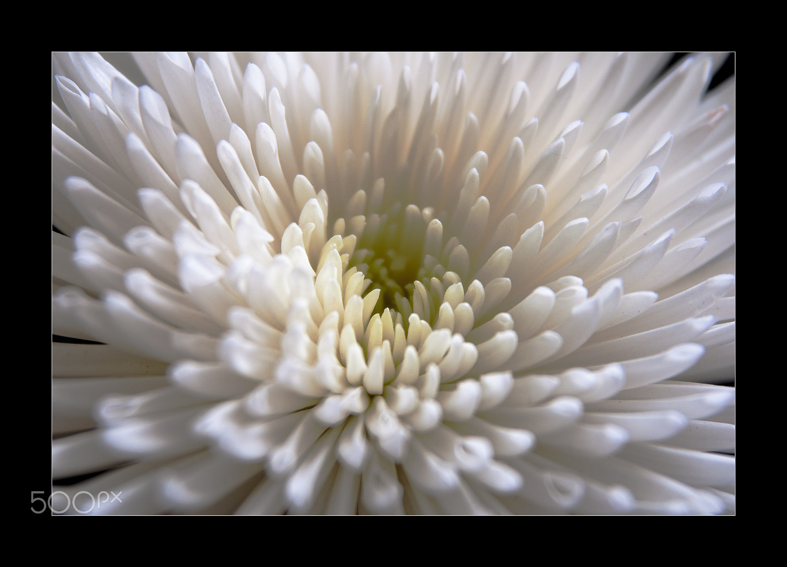 Nikon D90 sample photo. Chrysanthemum photography