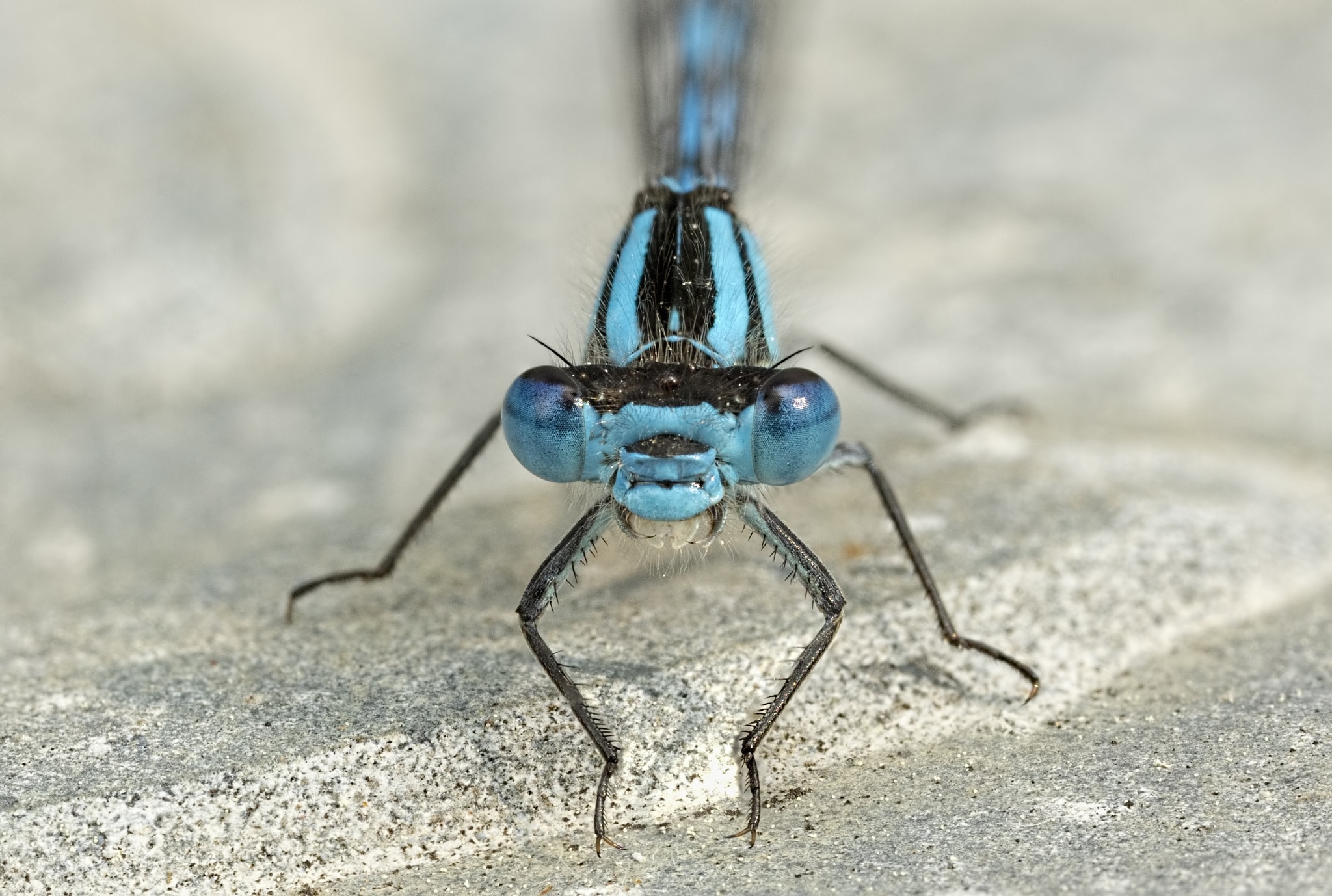 Canon EOS 760D (EOS Rebel T6s / EOS 8000D) + Canon MP-E 65mm F2.5 1-5x Macro Photo sample photo. Damsel on a drain photography