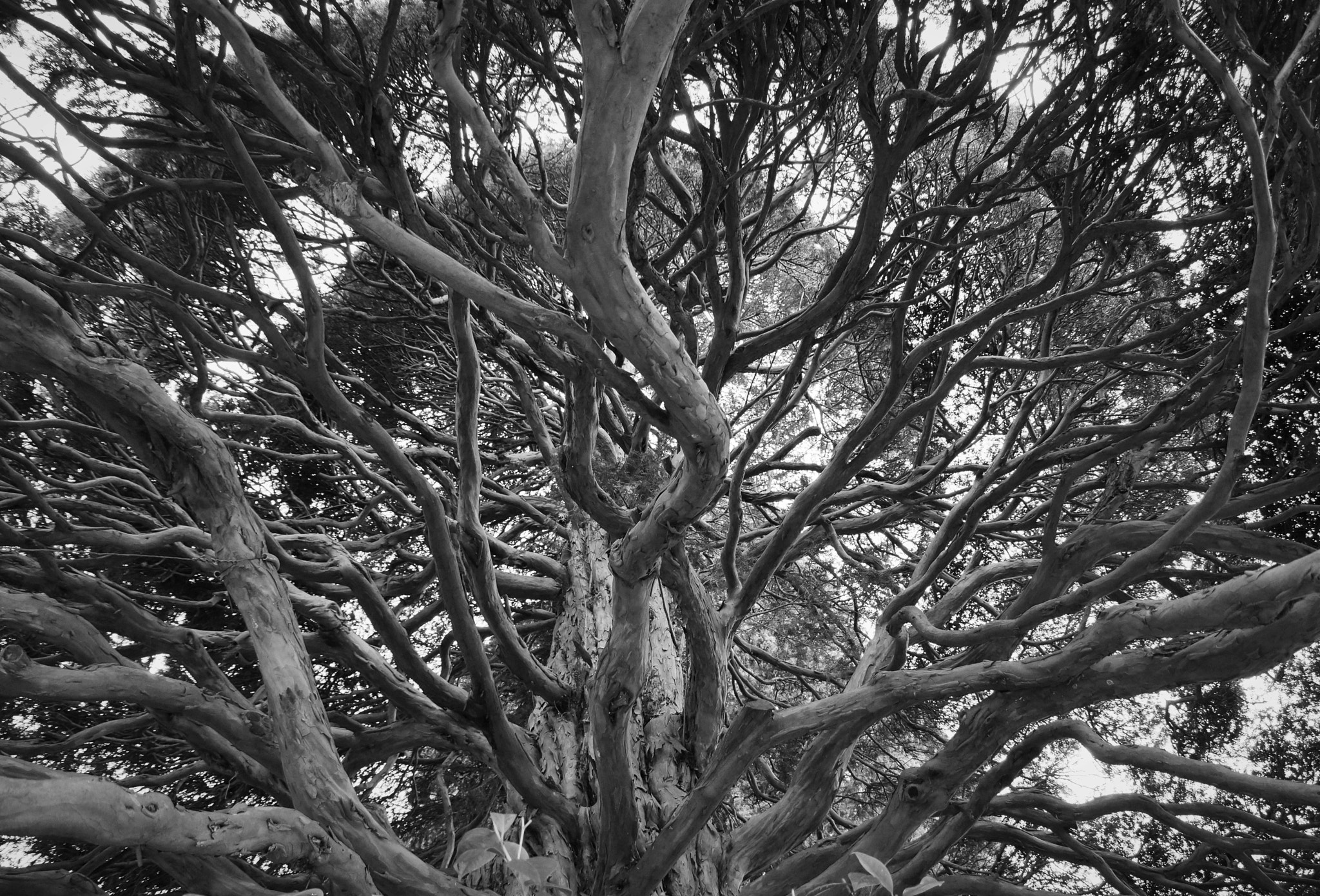 Sony SLT-A77 + DT 18-300mm F3.5-6.3 sample photo. Many branches -  tanti rami photography