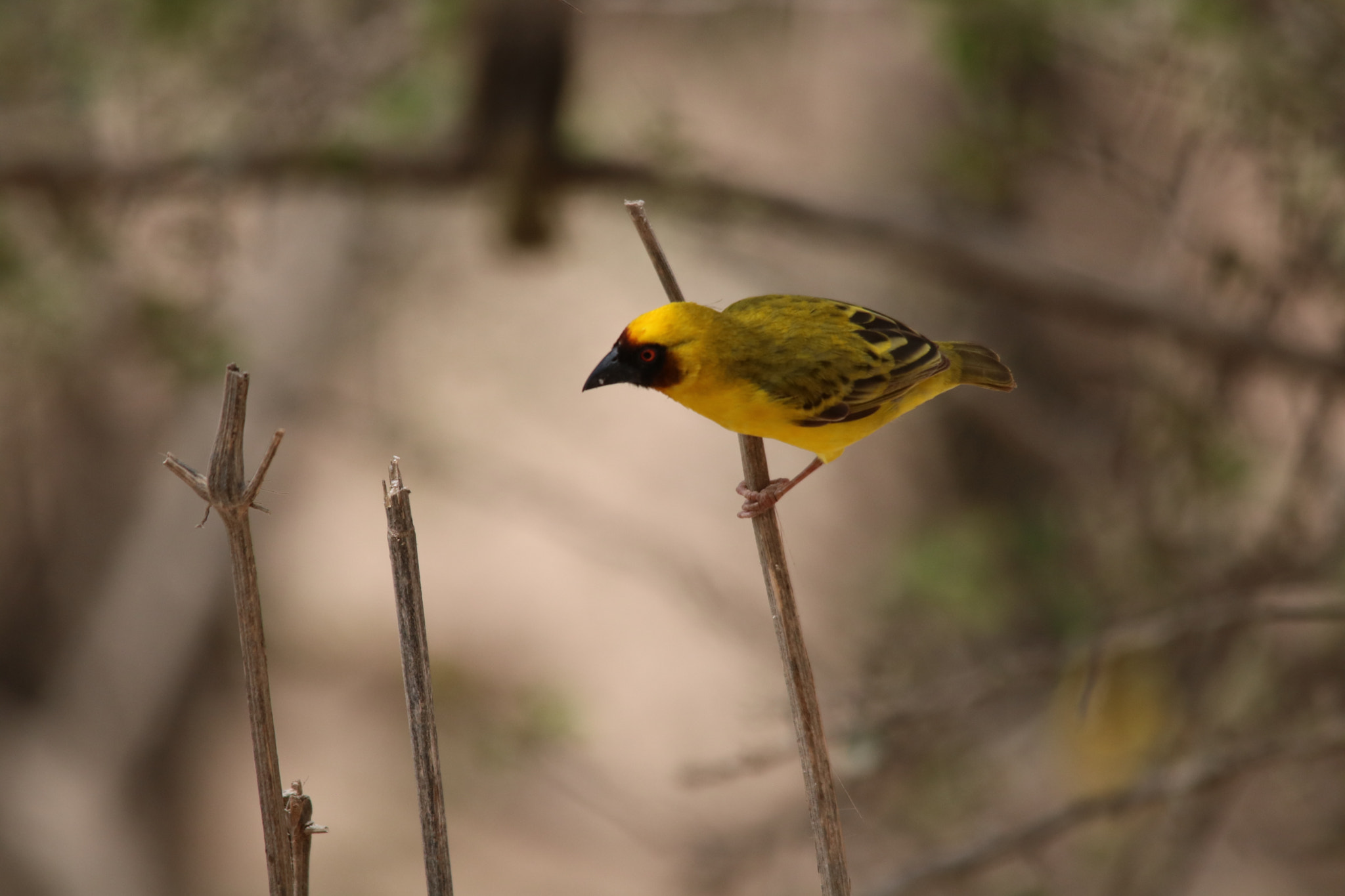 Sigma 150-500mm F5-6.3 DG OS HSM sample photo. طائر النساج  photography