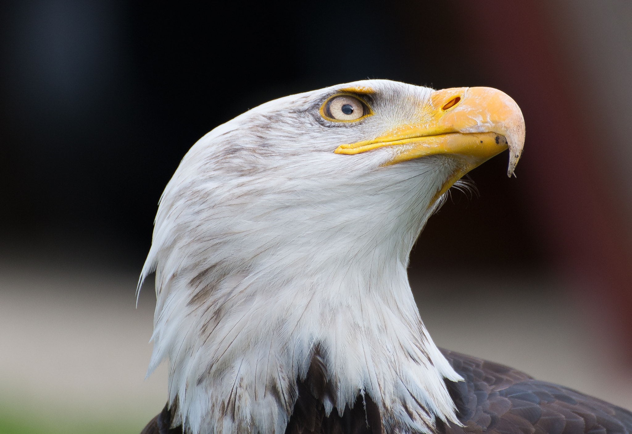 Nikon D600 + Sigma 70-300mm F4-5.6 DG OS sample photo. Weisskopfseeadler 2 photography