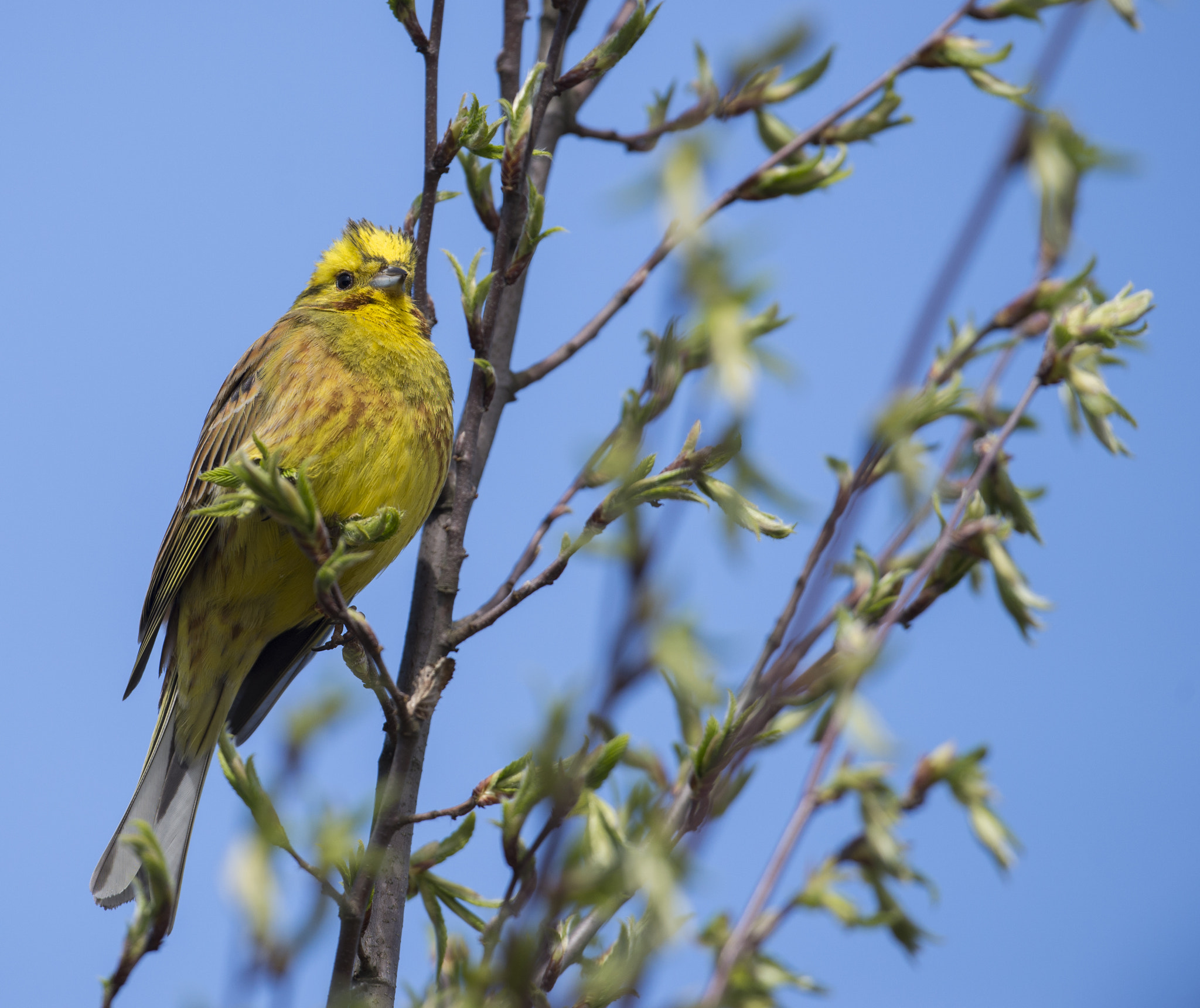 Nikon D610 + Nikon AF-S Nikkor 500mm F4G ED VR sample photo. Yellowhammer photography