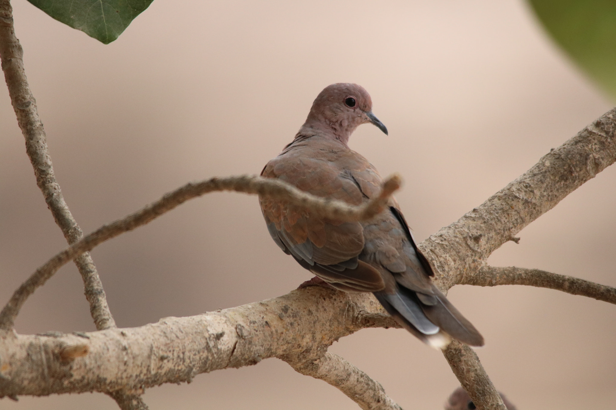 Sigma 150-500mm F5-6.3 DG OS HSM sample photo. يمام الجبل يعيش في جبال ظفار photography