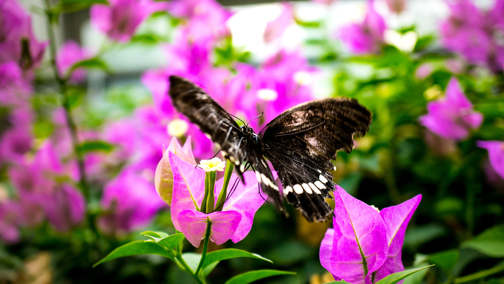 Sony a7R II + Sony E 30mm F3.5 Macro sample photo. Butterfly on pink flower photography