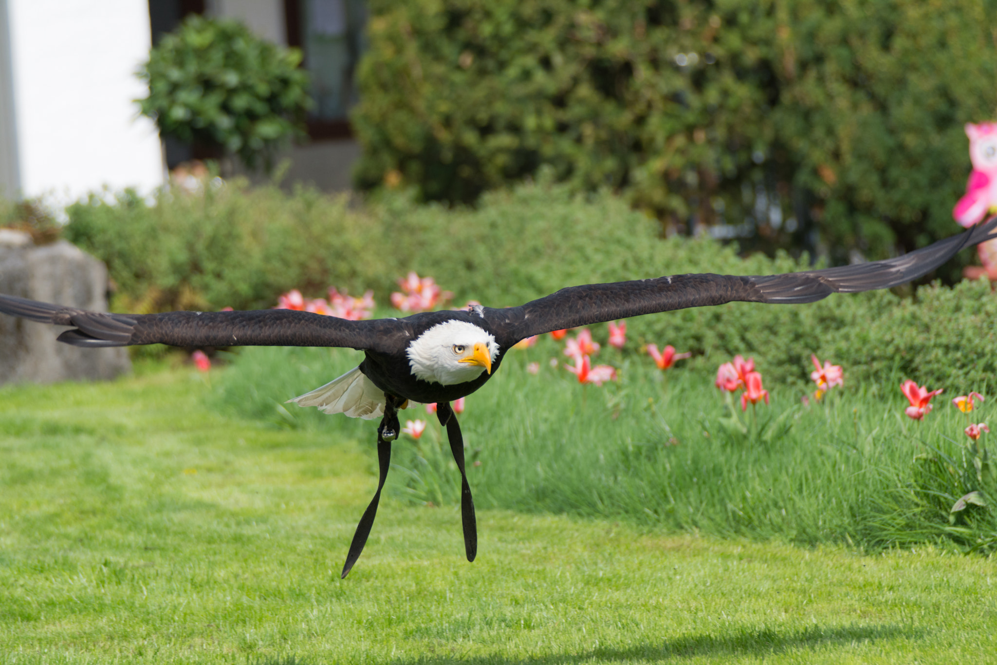 Nikon D7100 + Sigma 70-300mm F4-5.6 DG OS sample photo. Weisskopfseeadler 3 photography